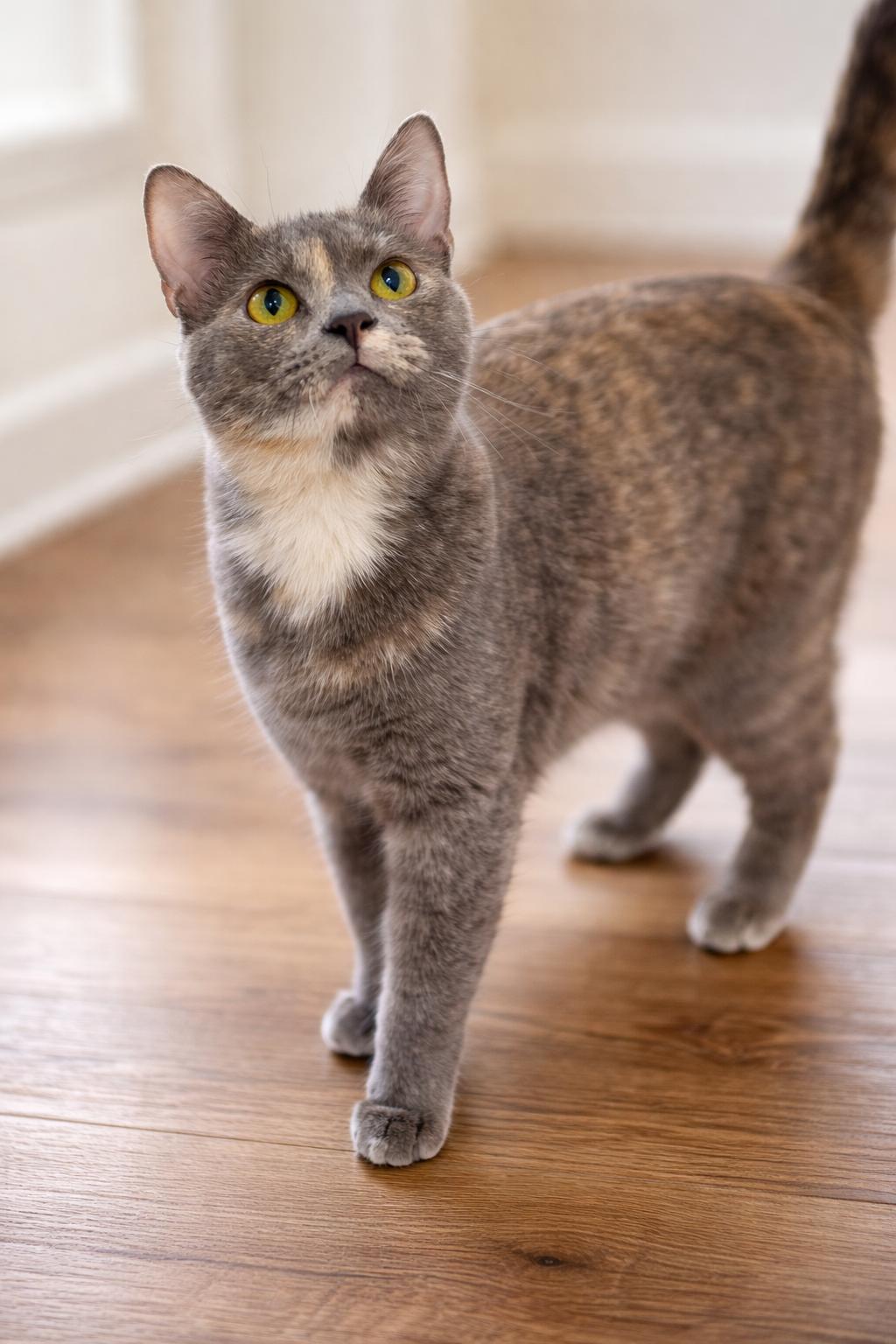 Fanta, Adoptable, Adult Female Domestic Short Hair.