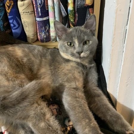 Fanta, a Adoptable mixed breed in Springfield, MO image 3/3