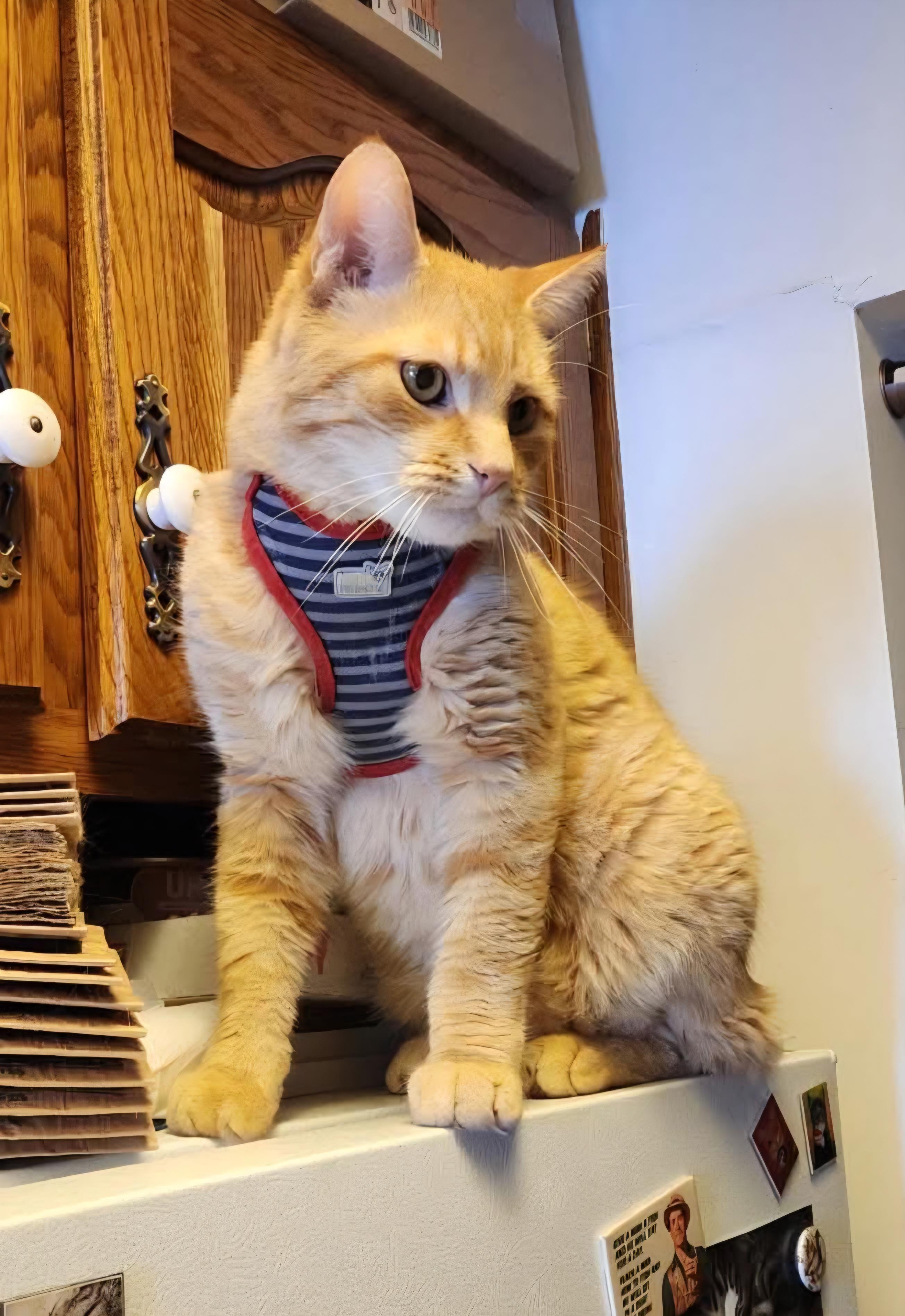 Ollie, a ADOPTABLE Domestic Short Hair in Verdun, QC image 1/4
