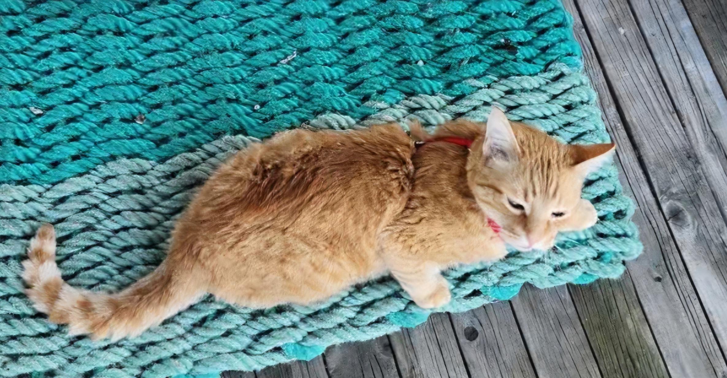 Ollie, a ADOPTABLE Domestic Short Hair in Verdun, QC image 3/4