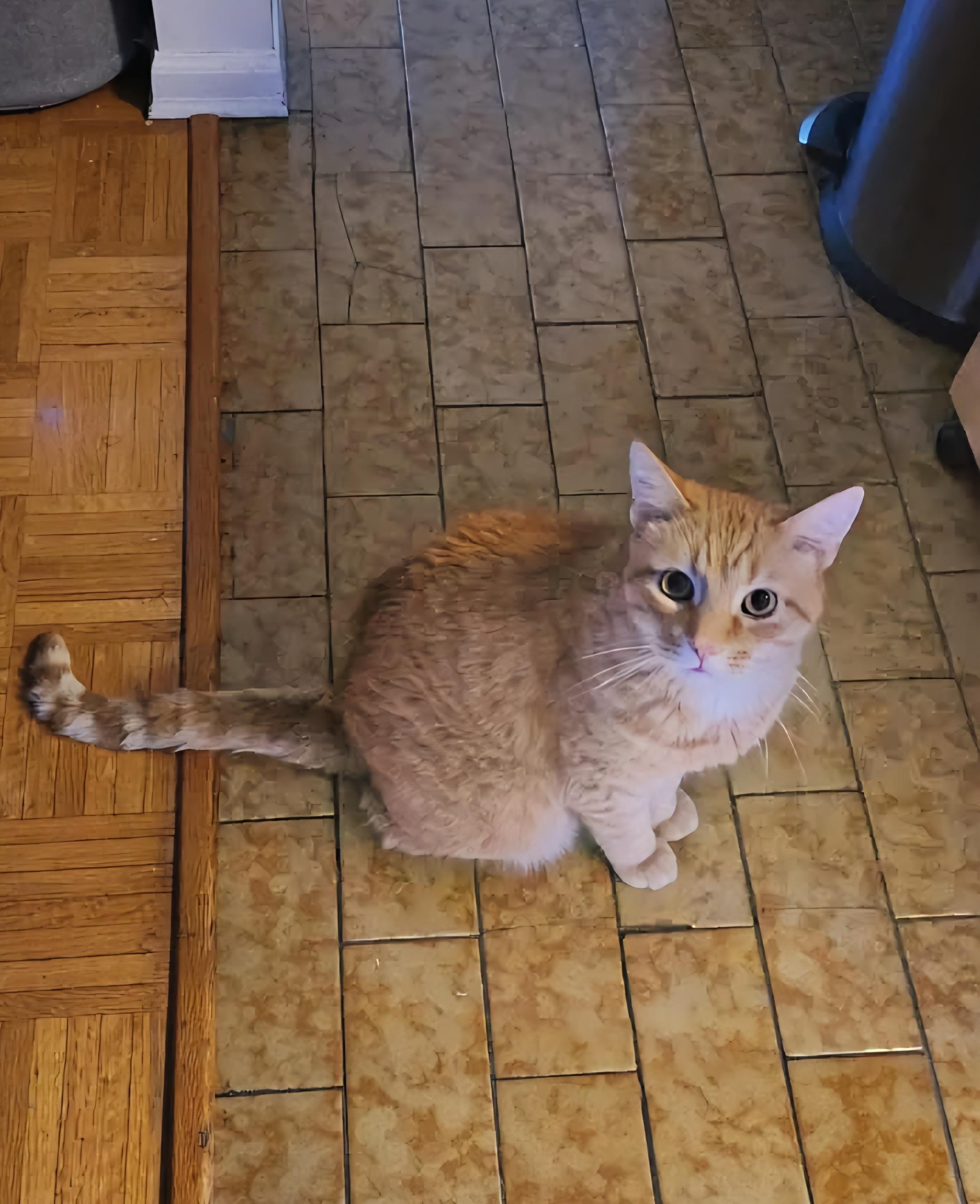 Ollie, a ADOPTABLE Domestic Short Hair in Verdun, QC image 4/4