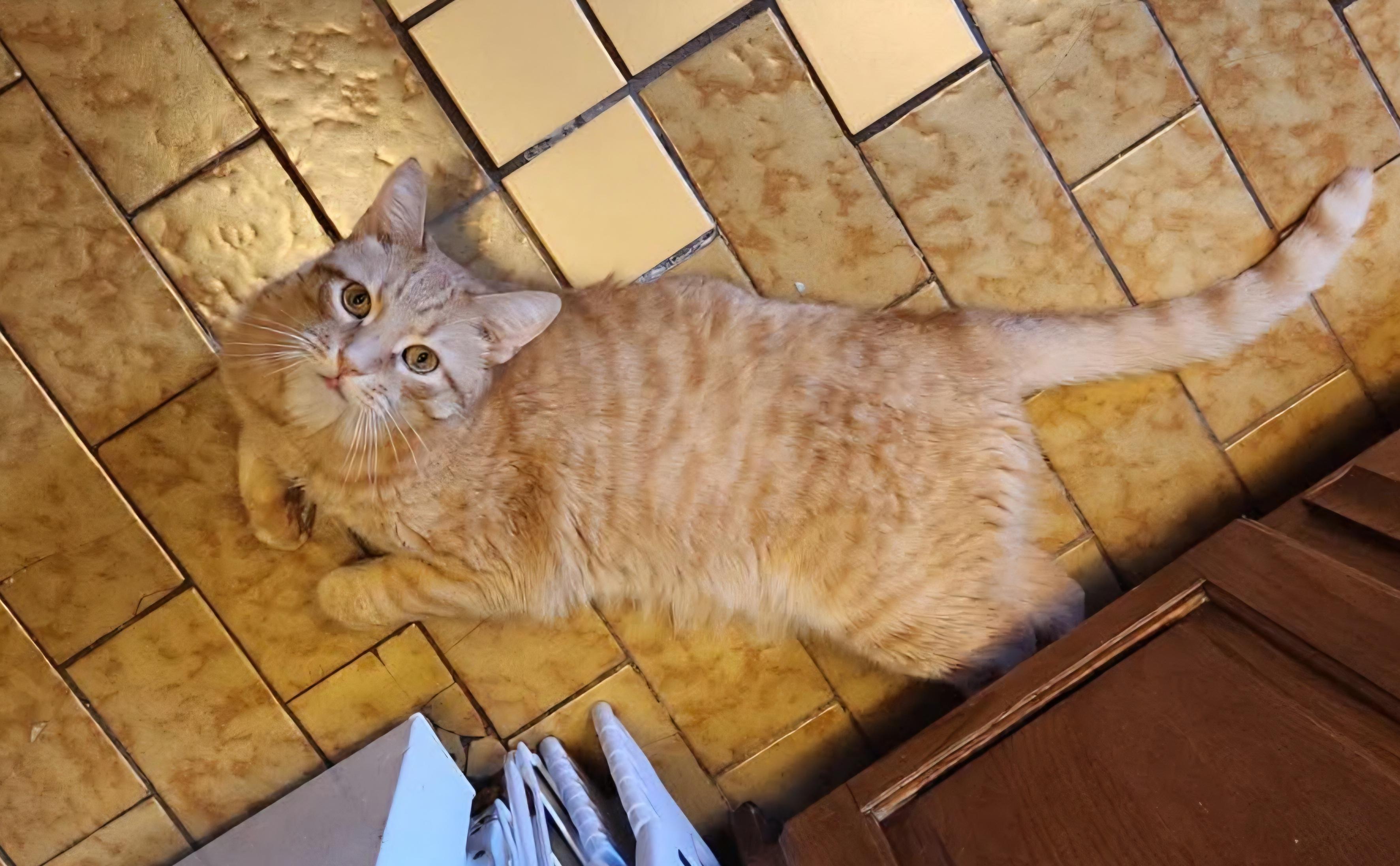 Ollie, a ADOPTABLE Domestic Short Hair in Verdun, QC image 2/4