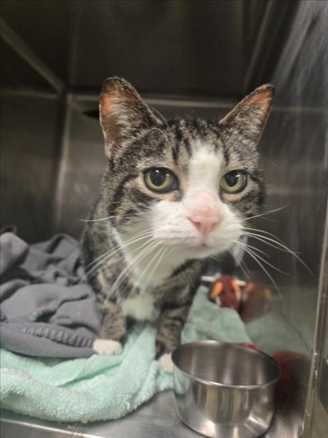 RAINA, Adoptable, Senior Female Domestic Short Hair.