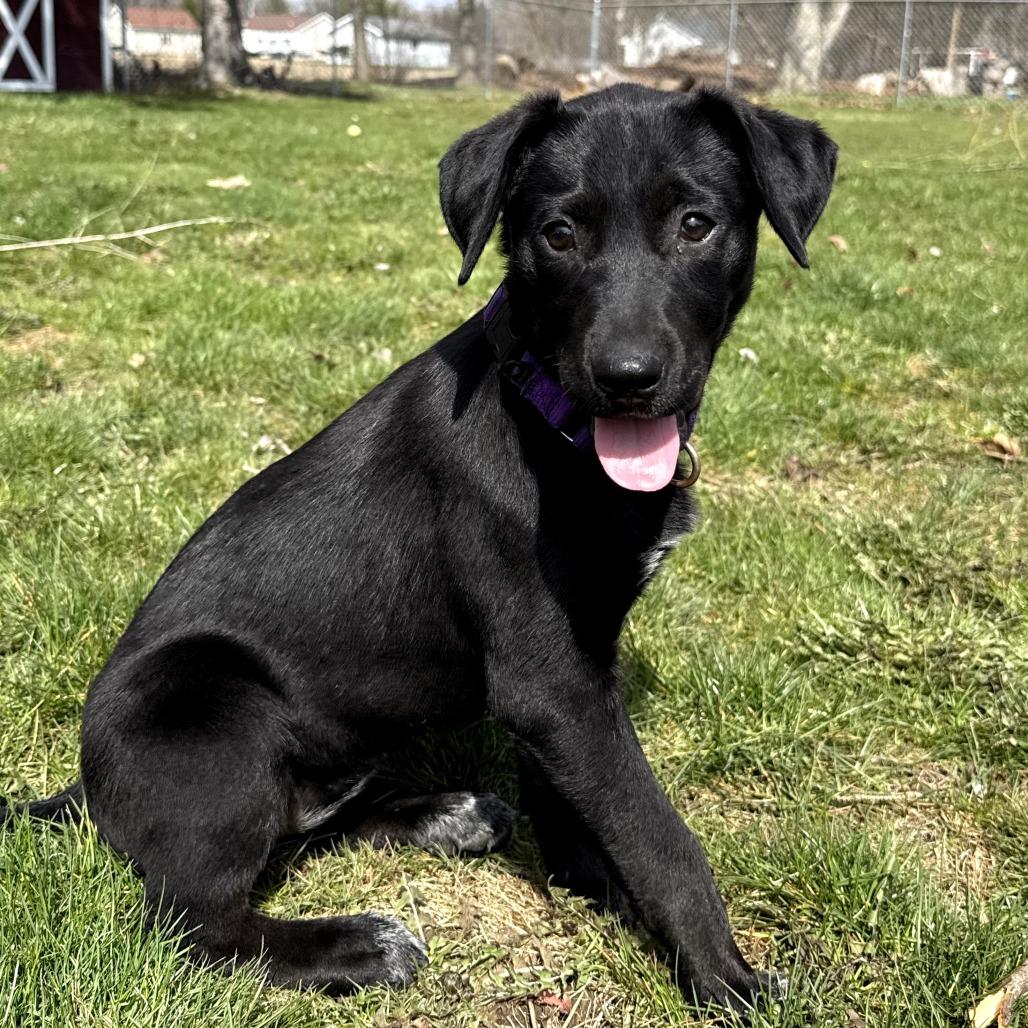 Enlarge Kiki , an adoptable mixed breed in Fenton, MI image 2/3