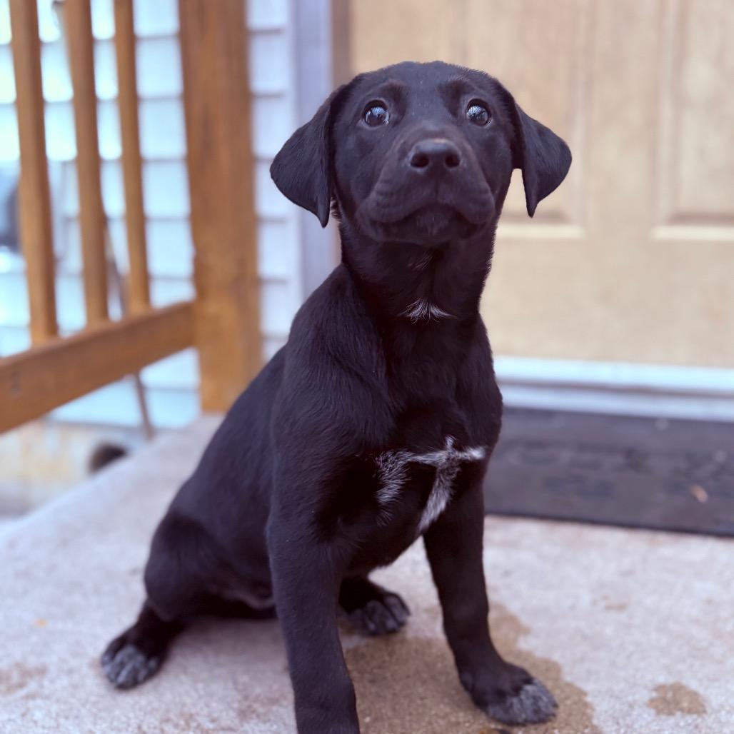 Enlarge Kiki , an adoptable mixed breed in Fenton, MI image 1/3