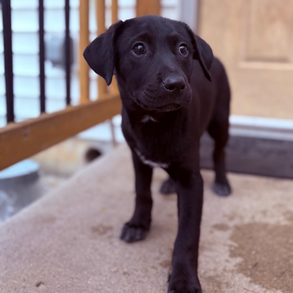 Enlarge Kiki , an adoptable mixed breed in Fenton, MI image 3/3