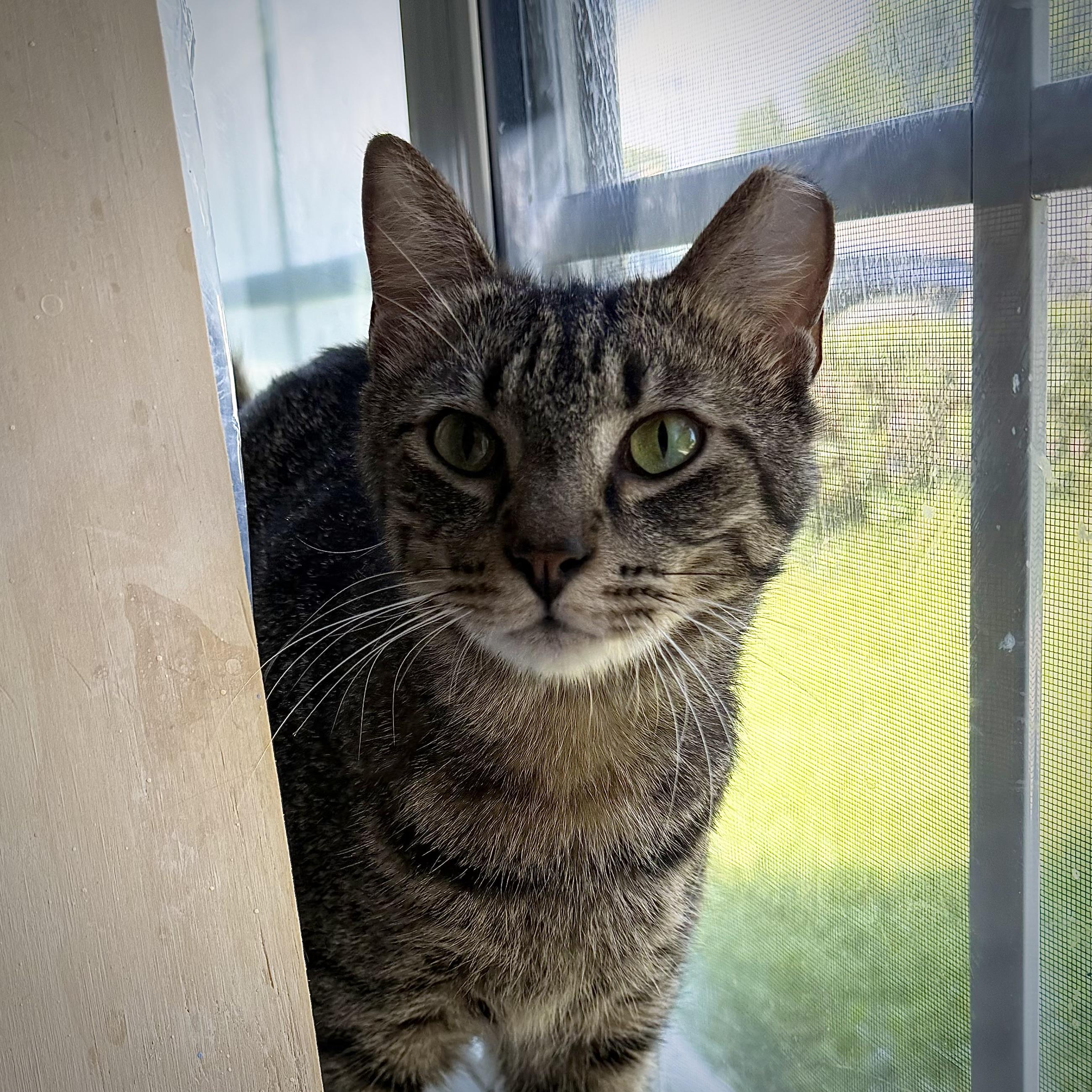 Jalapeno, a Adoptable mixed breed in Milton, FL image 1/6