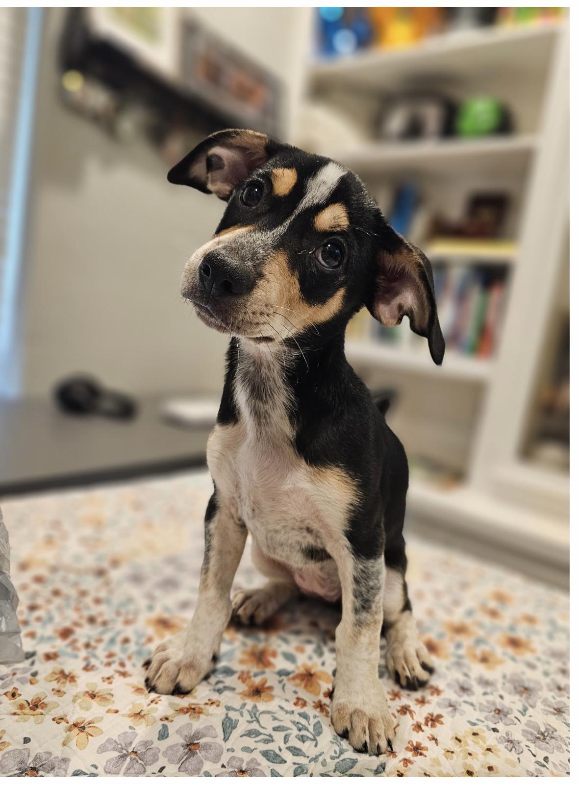 Enlarge Jessie, an adopted mixed breed in Weatherford, TX image 1/4