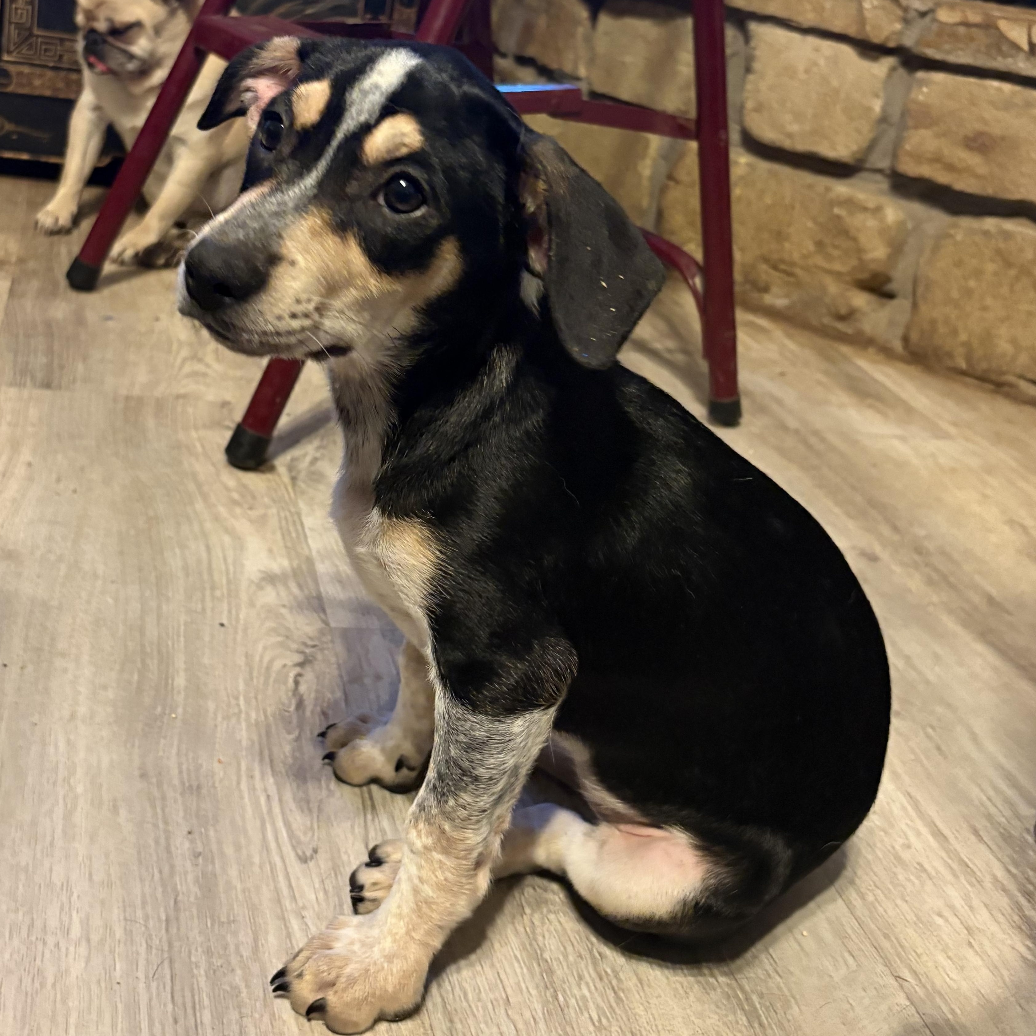 Enlarge Jessie, an adopted mixed breed in Weatherford, TX image 2/4