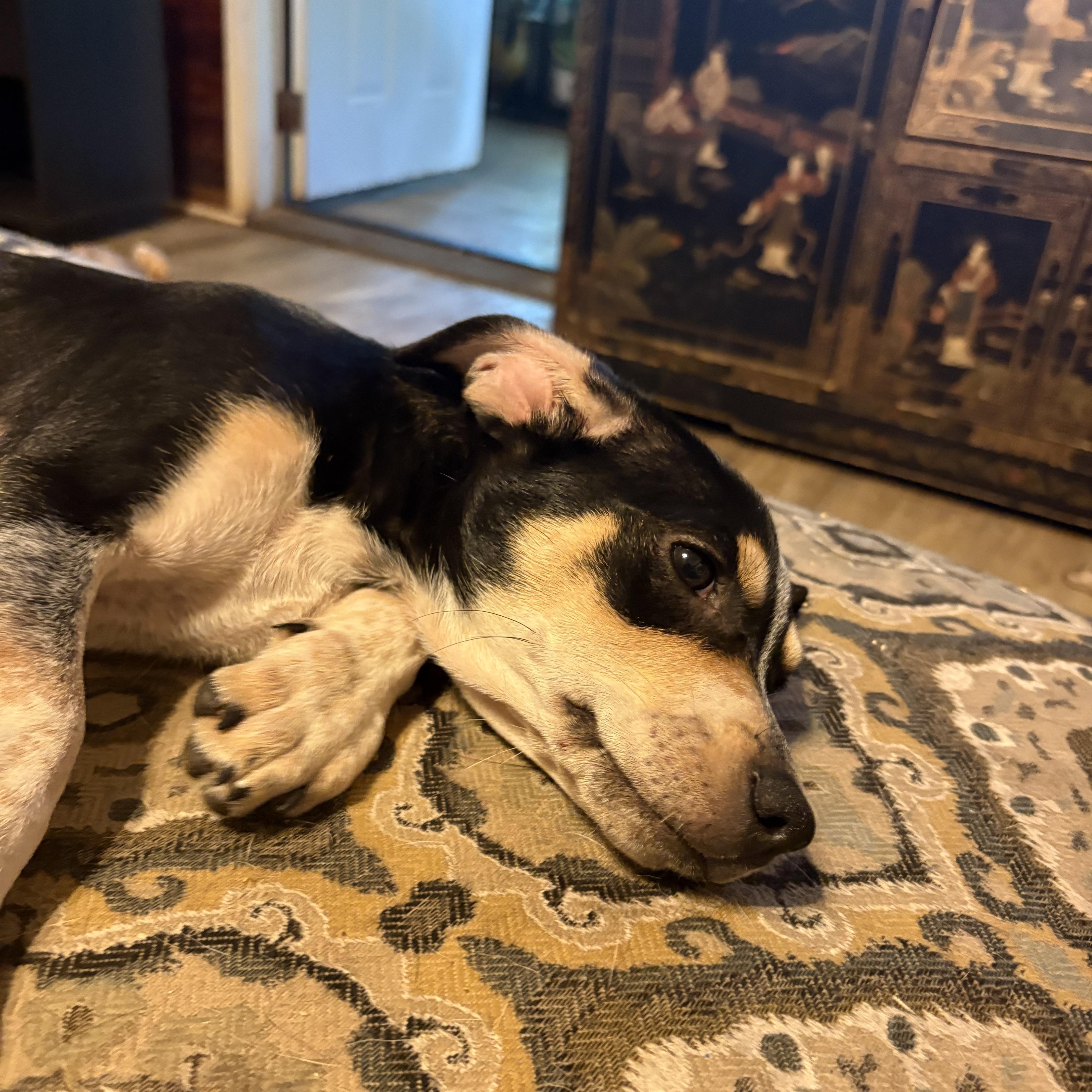 Enlarge Jessie, an adopted mixed breed in Weatherford, TX image 3/4