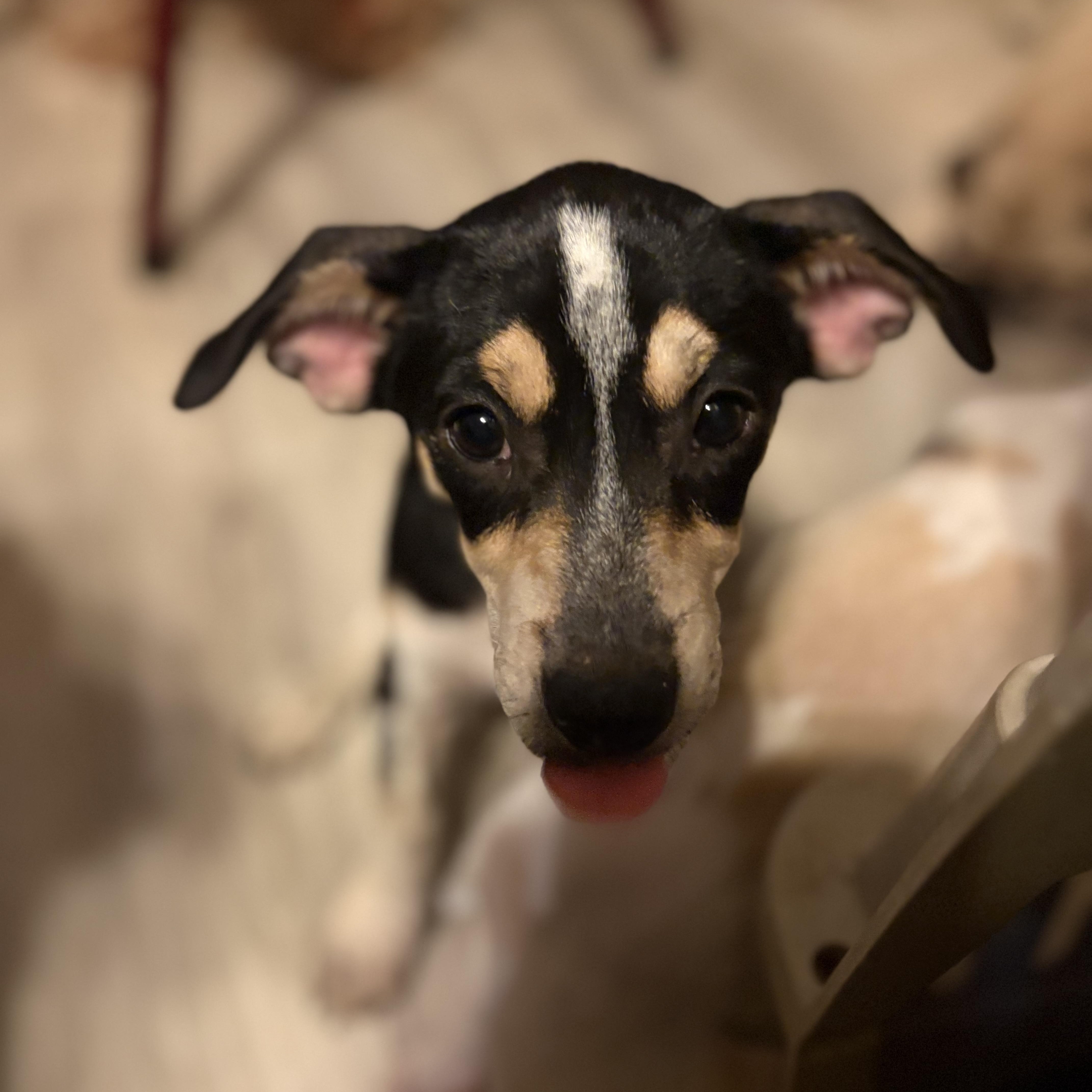 Enlarge Jessie, an adopted mixed breed in Weatherford, TX image 4/4