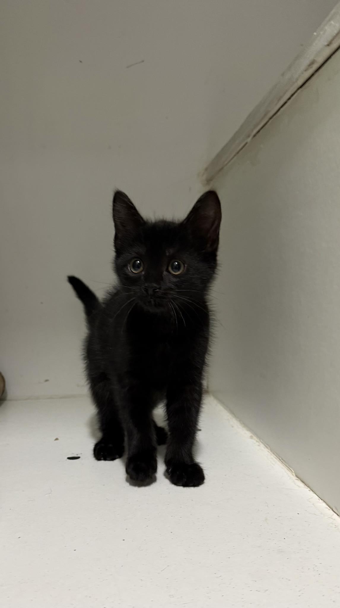 Enlarge Garbanzo Bean, an adopted Domestic Short Hair in Altoona, PA image 1/1