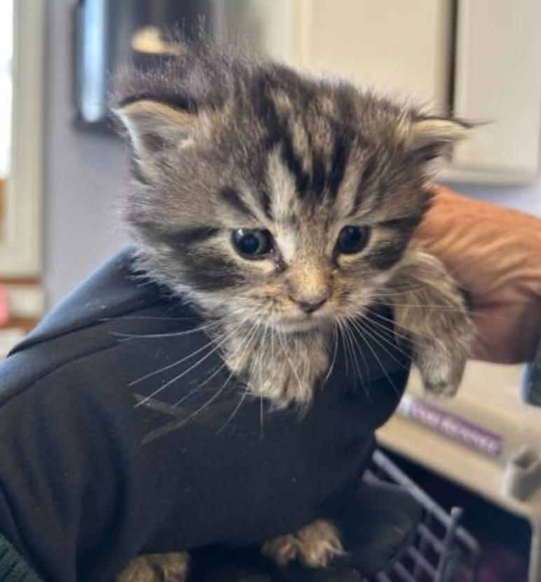 Whisker Biscuit, adoptable, Kitten Female Domestic Medium Hair.