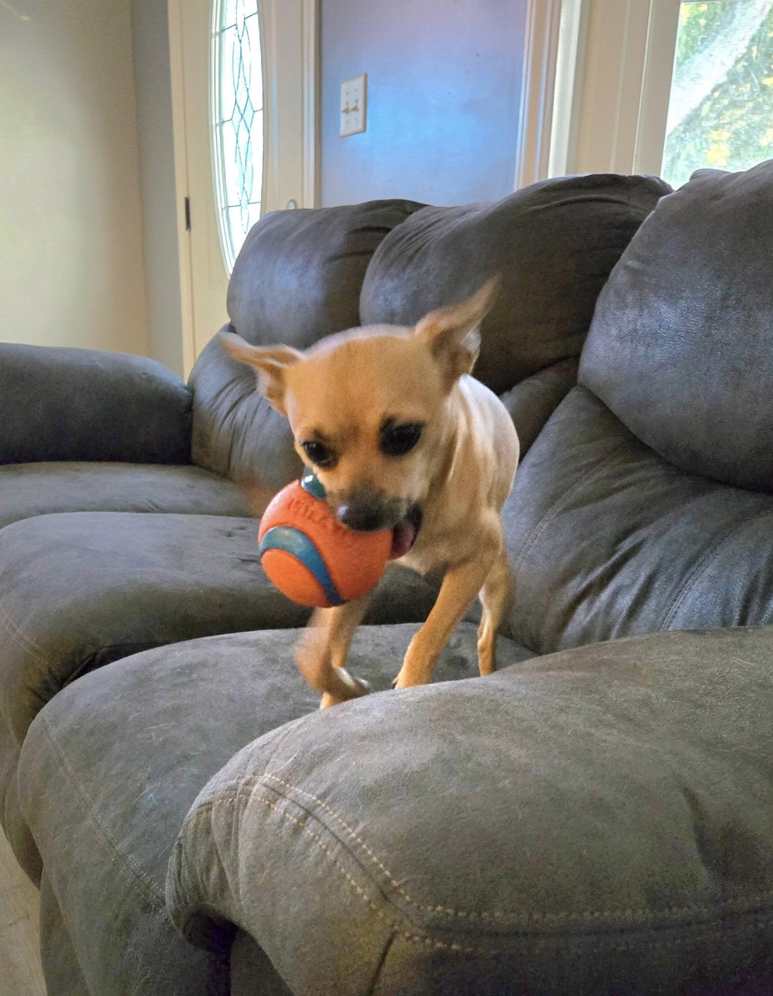 Walker, a Adopted mixed breed in Rockwood, MI image 2/5