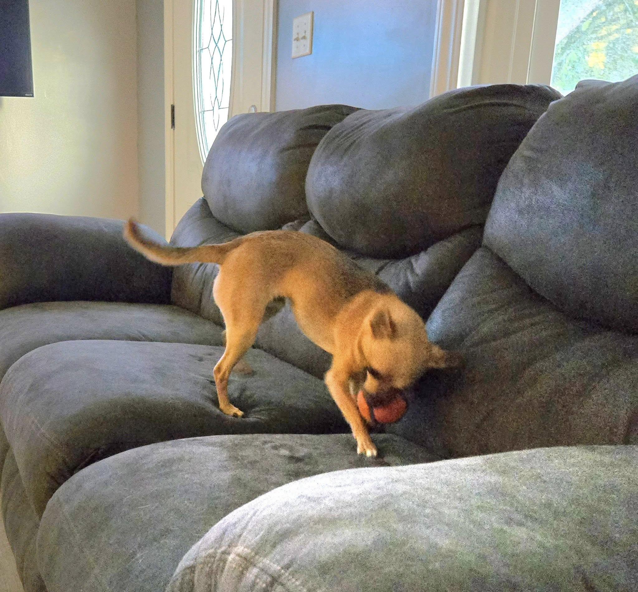 Walker, a Adopted mixed breed in Rockwood, MI image 3/5