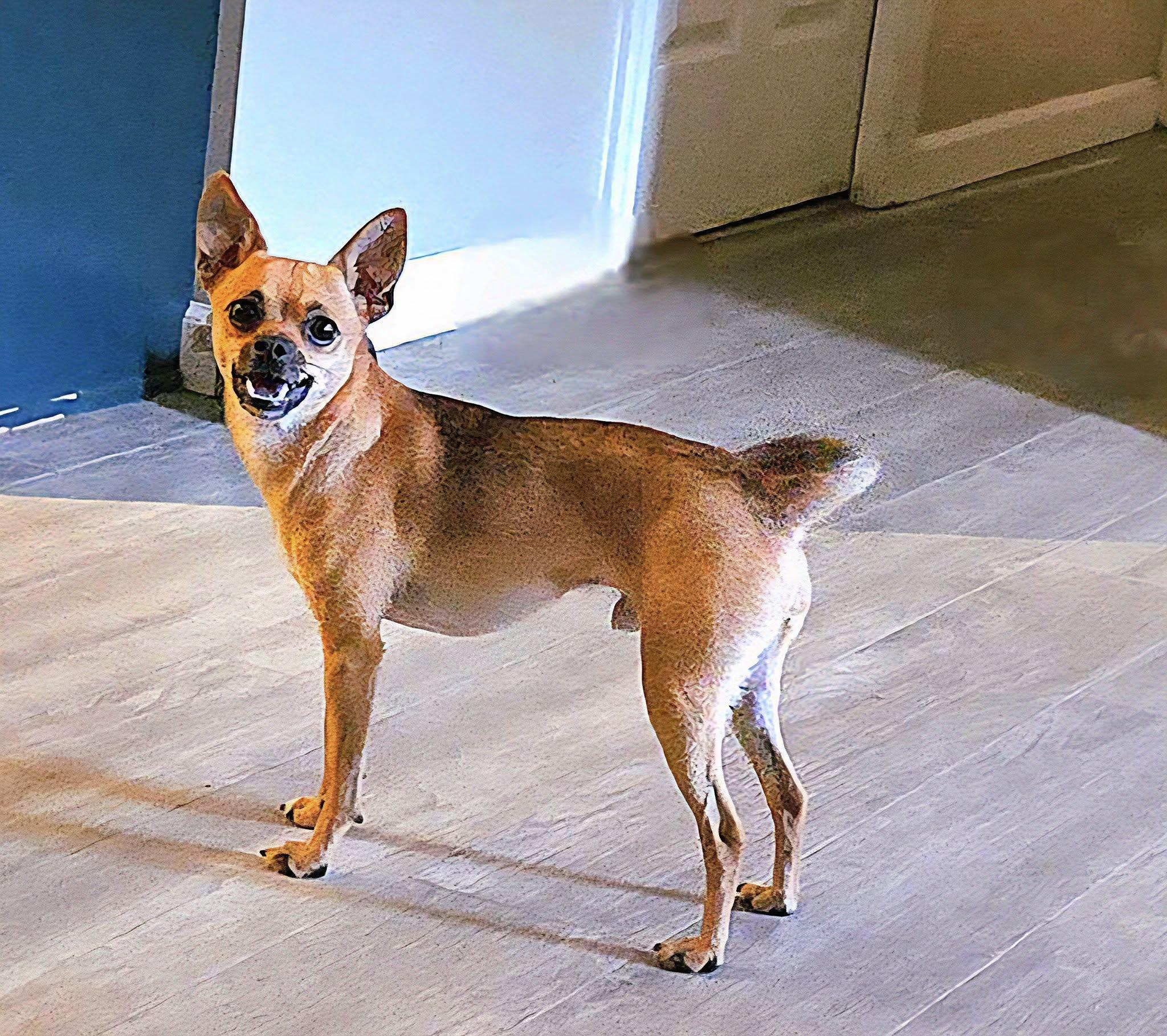 Walker, a Adopted mixed breed in Rockwood, MI image 4/5