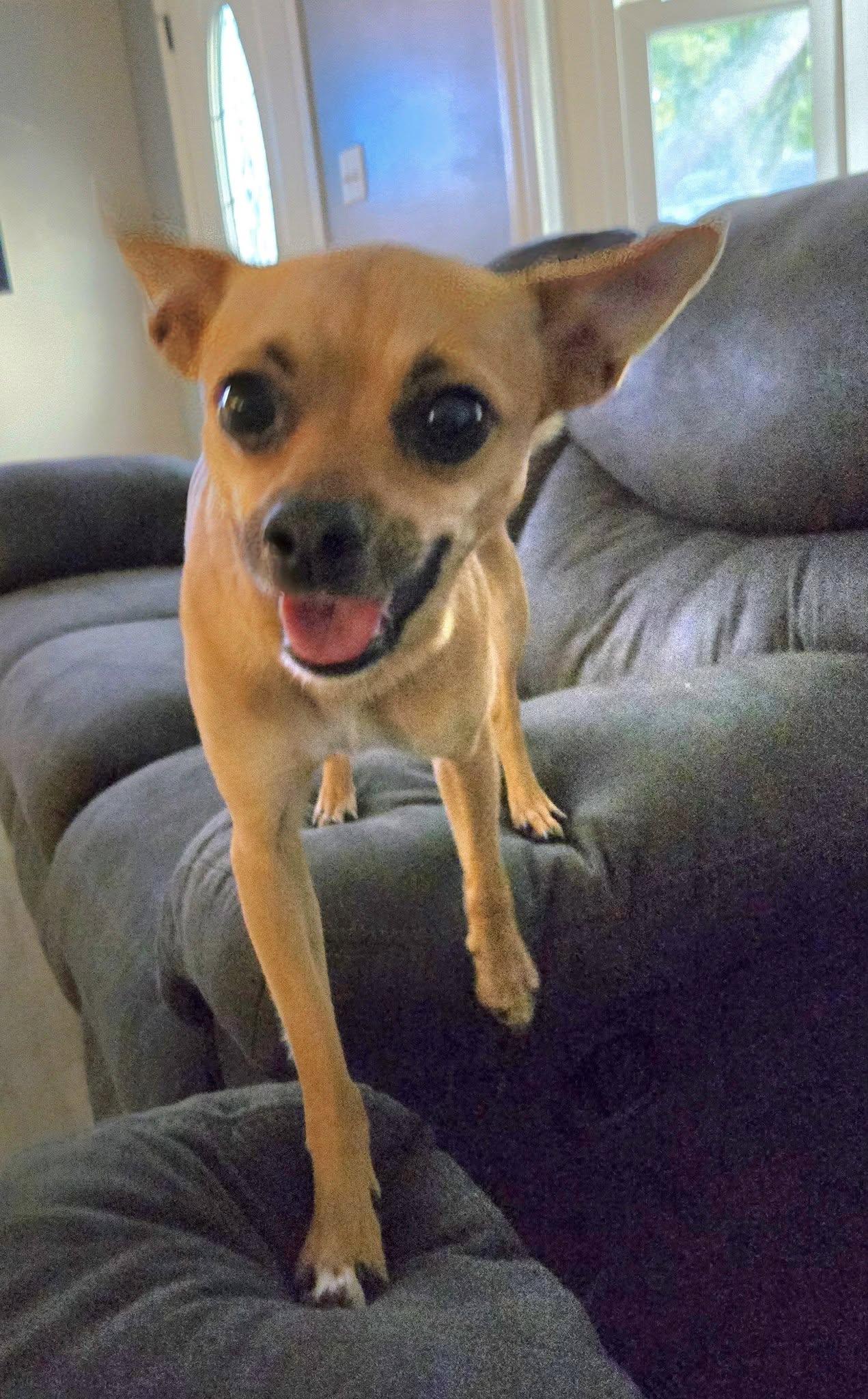 Walker, a Adopted mixed breed in Rockwood, MI image 1/5