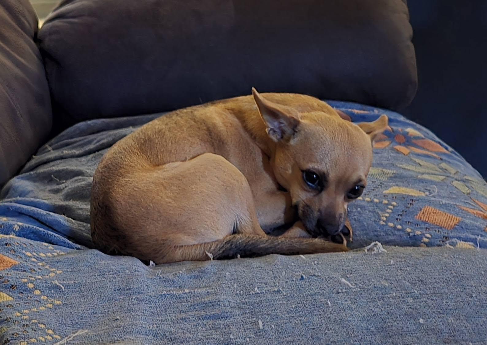 Walker, a Adopted mixed breed in Rockwood, MI image 5/5