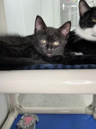 Winston, Adoptable, Kitten Male Domestic Short Hair & Domestic Short Hair.