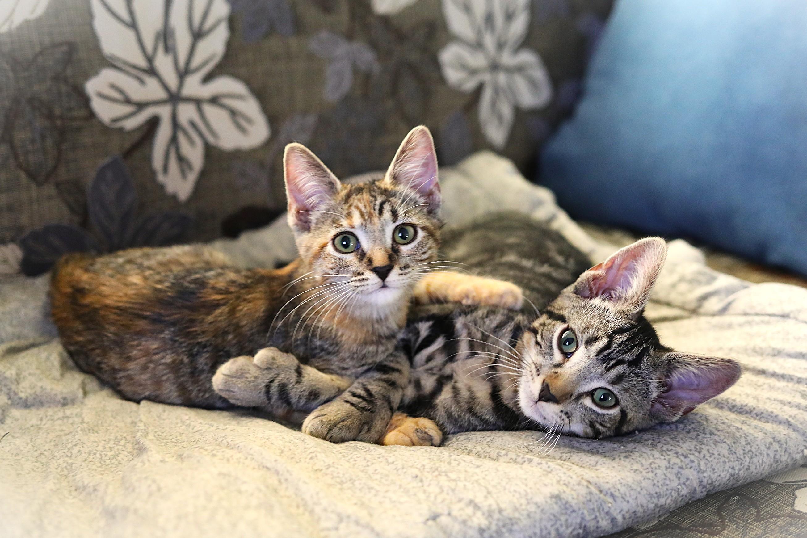 Toby and Fawn, ADOPTABLE, Young Male Domestic Short Hair.