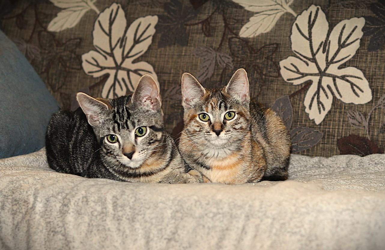 Enlarge Toby and Fawn, a ADOPTABLE Domestic Short Hair in Sierra Vista, AZ image 2/3