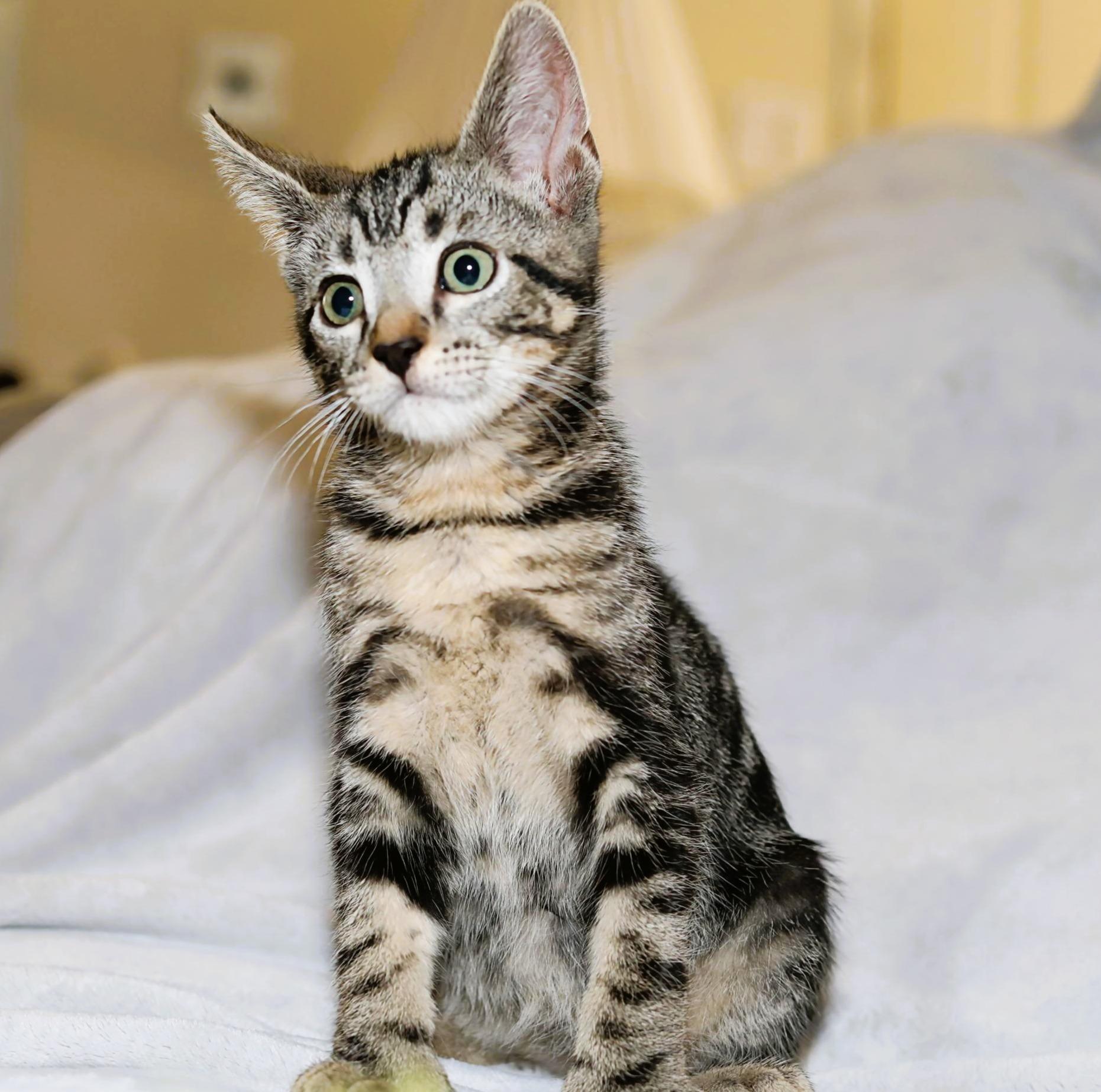 Toby, ADOPTABLE, Young Male Domestic Short Hair.