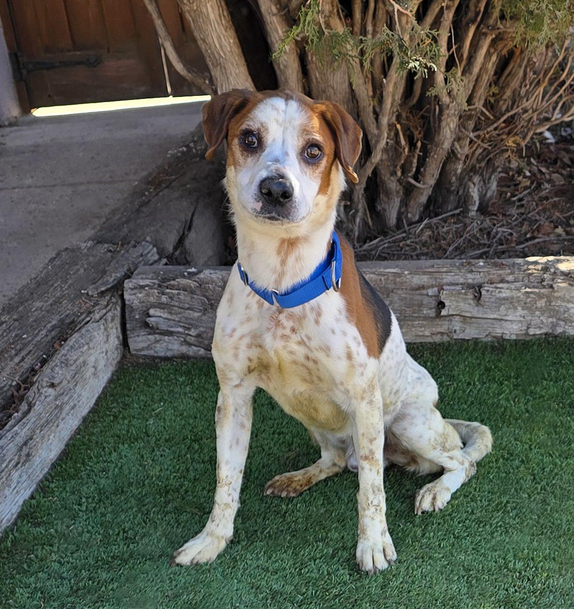 Gregarious Mr Georgio = SWEET !, adopted, Young Male Beagle.