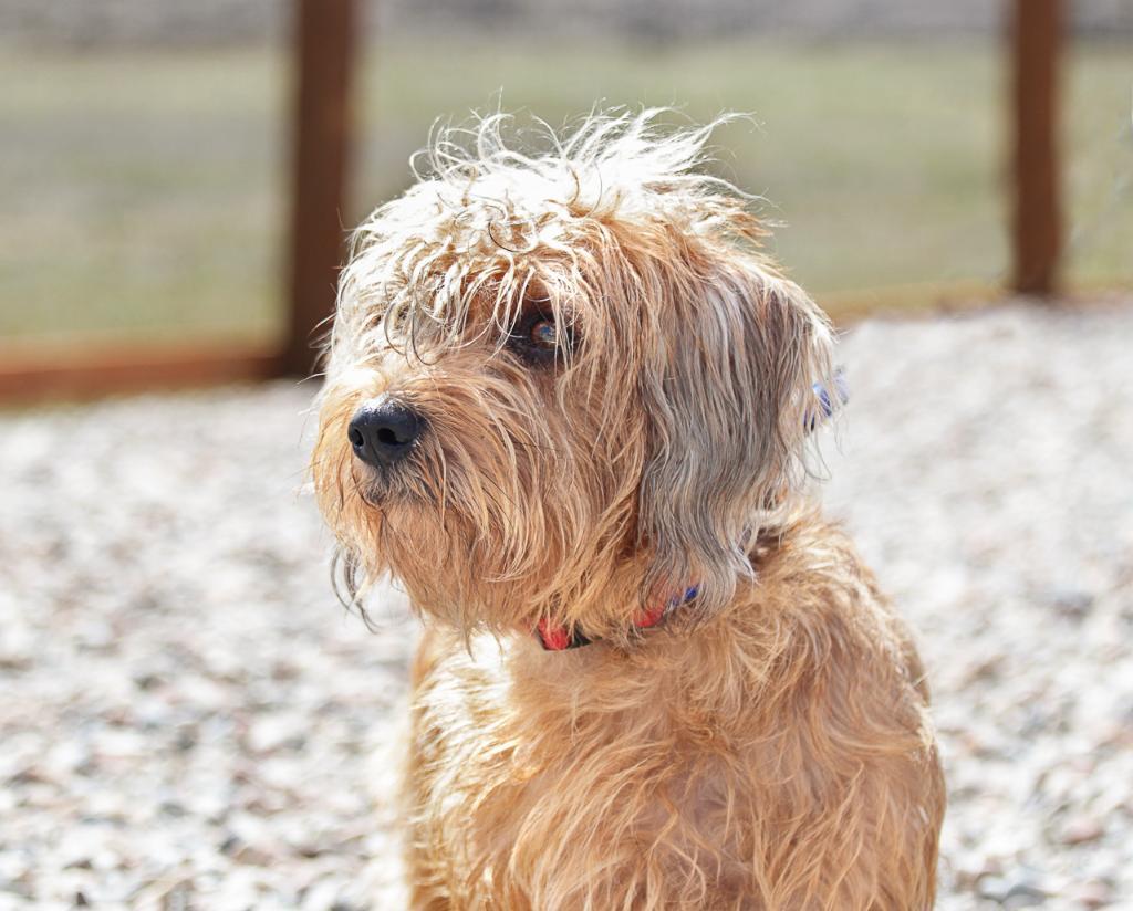 Shasta, Adopted, Senior Female Shih Tzu & Scottish Terrier.