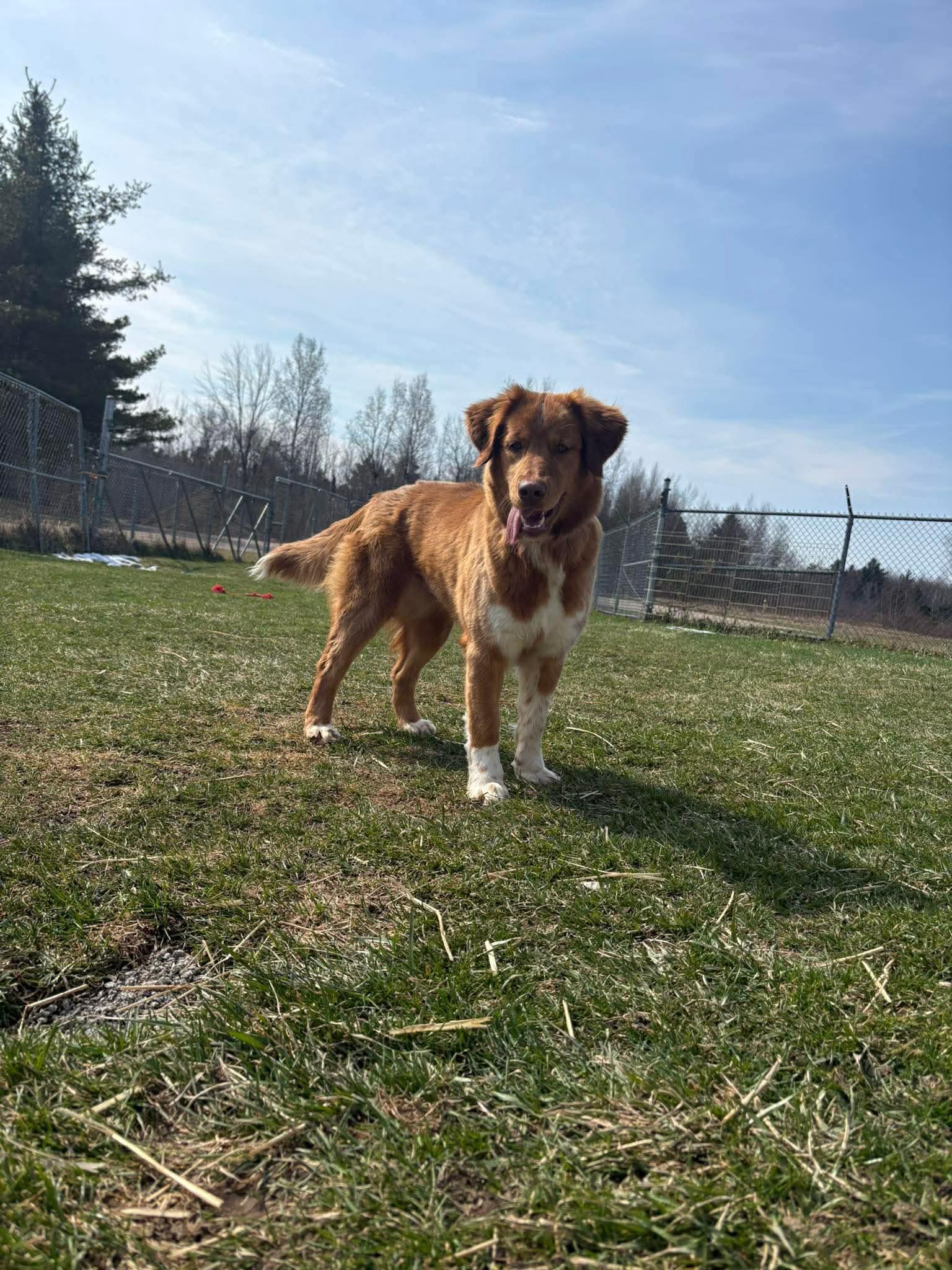 Enlarge Marigold, a ADOPTABLE mixed breed in Gouverneur, NY image 3/3