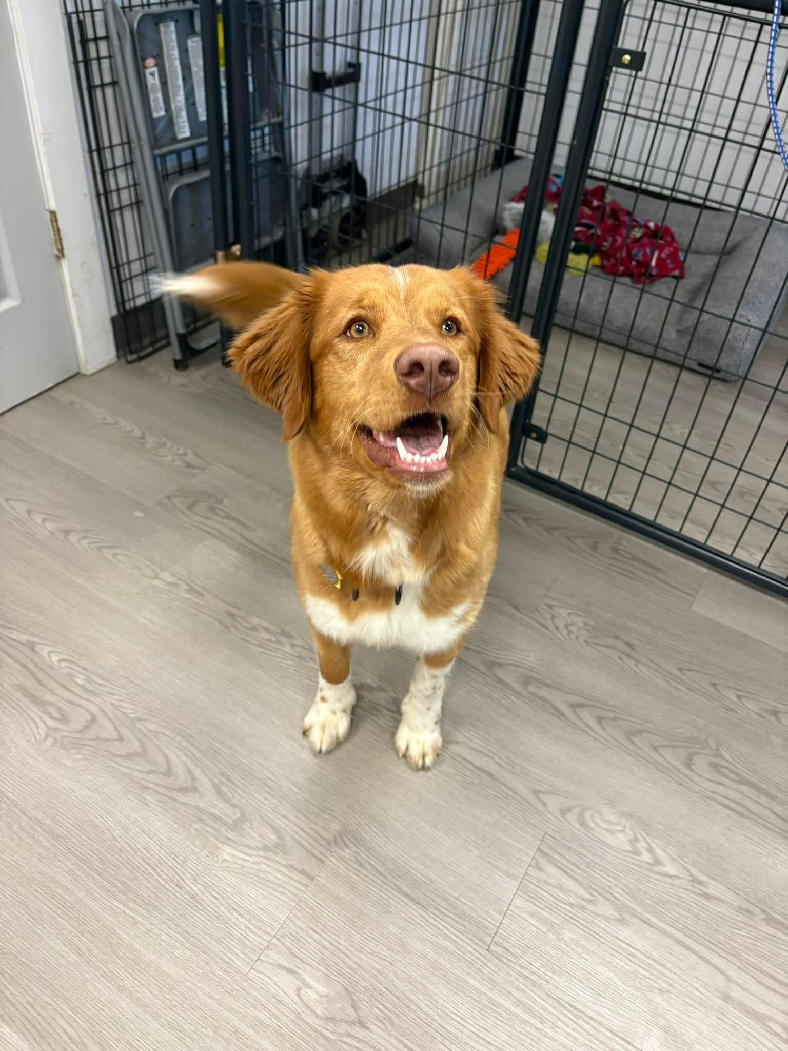 Enlarge Marigold, a ADOPTABLE mixed breed in Gouverneur, NY image 2/3