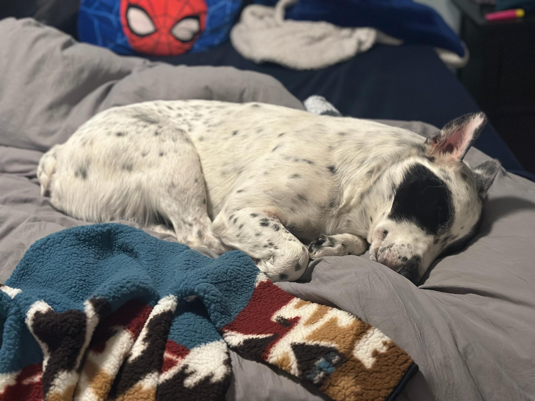 OLIVER, a ADOPTABLE Australian Cattle Dog / Blue Heeler in Dubois, WY image 2/3