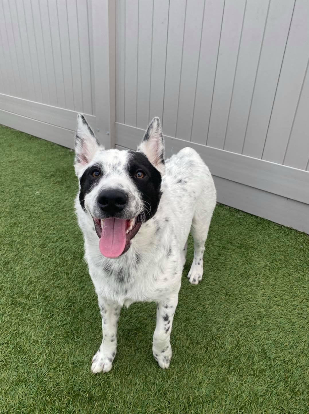 OLIVER, a ADOPTABLE Australian Cattle Dog / Blue Heeler in Dubois, WY image 3/3