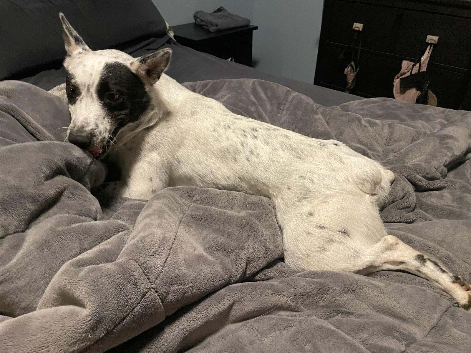 OLIVER, ADOPTABLE, Young Male Australian Cattle Dog / Blue Heeler.