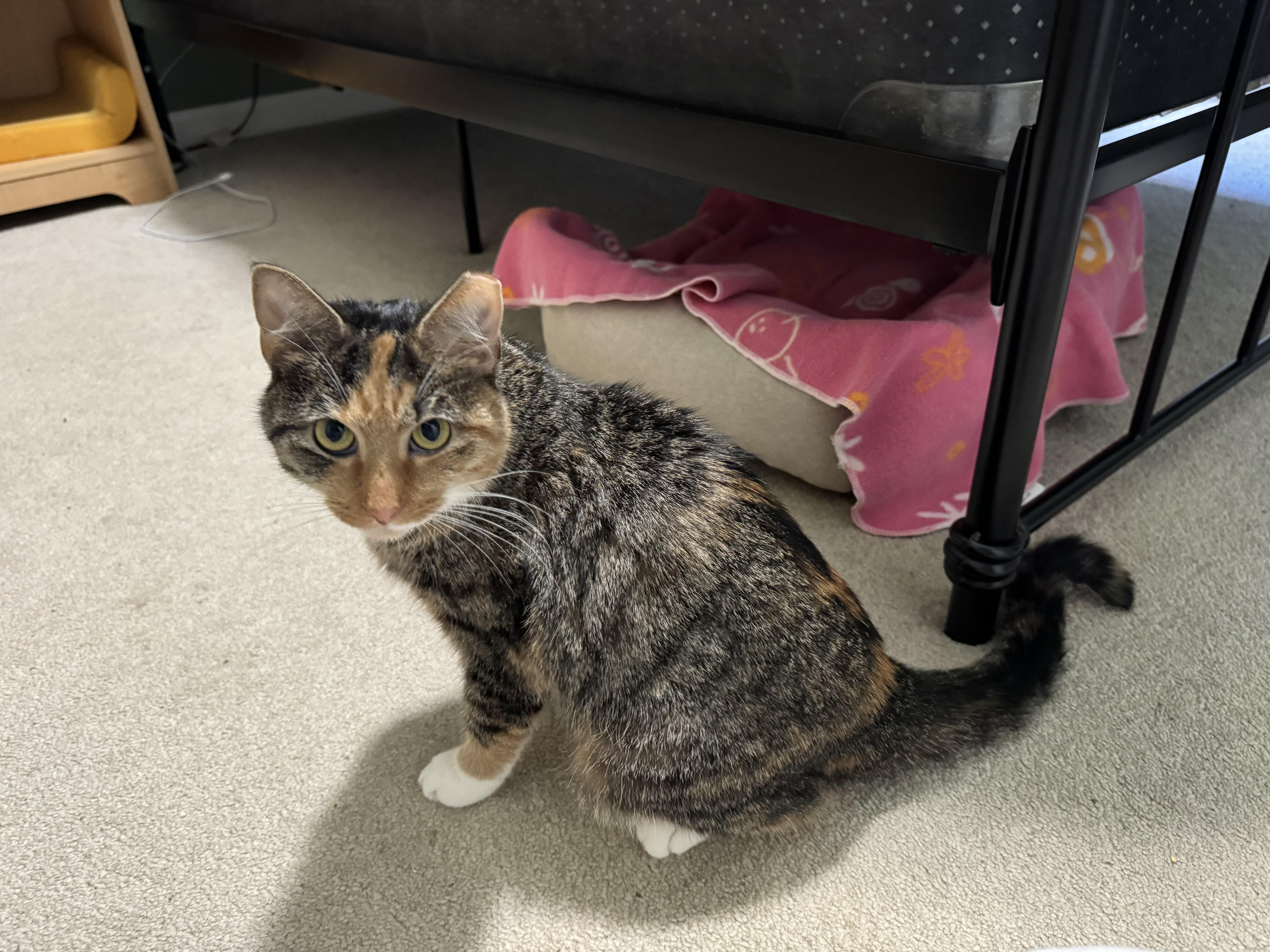 Enlarge Houdi, a Adoptable Domestic Short Hair in York, PA image 1/1