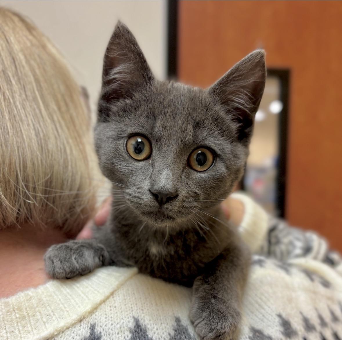 Enlarge Daisy, a ADOPTABLE Domestic Short Hair in Sonora, CA image 1/1