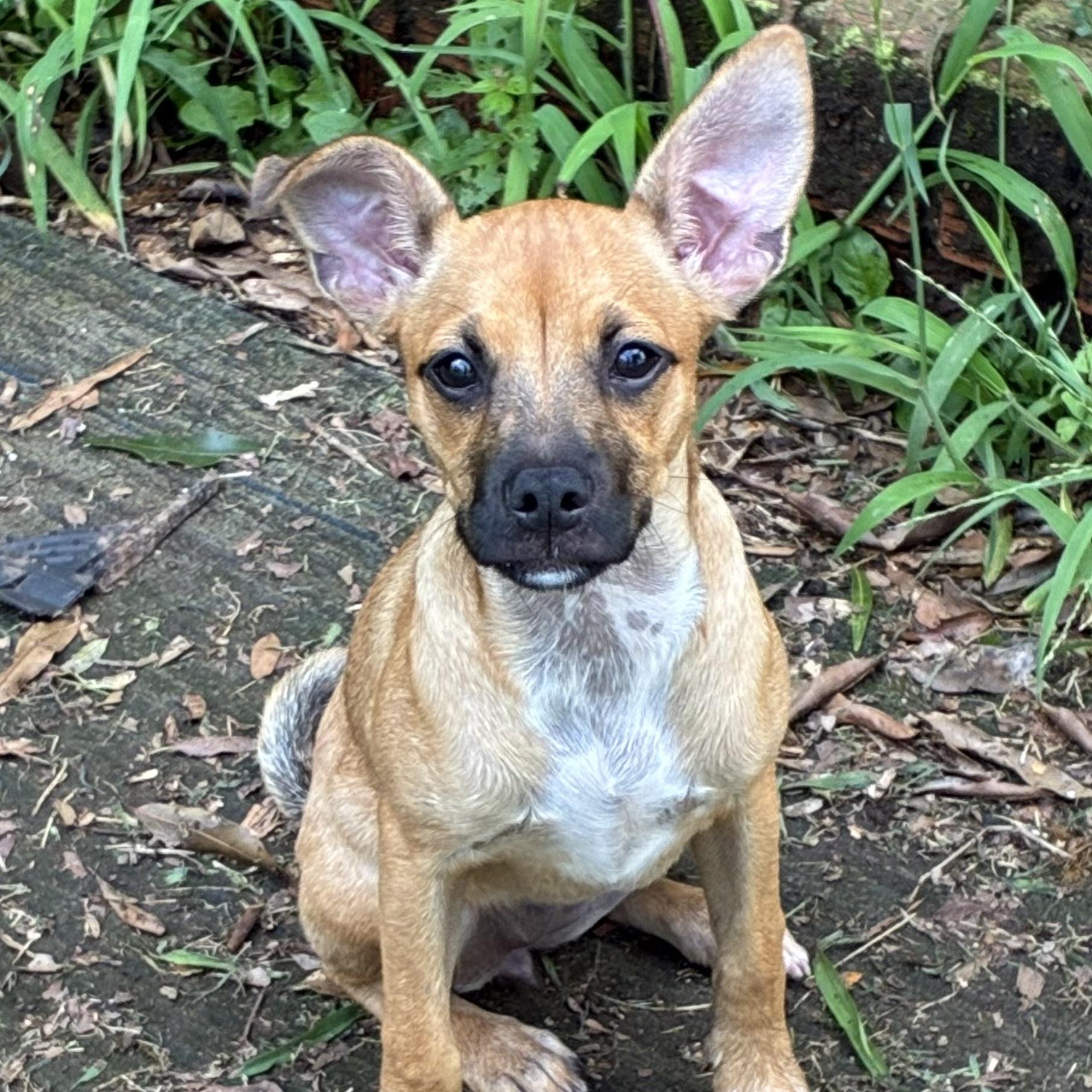 Enlarge Tega, a ADOPTABLE mixed breed in Charlotte, NC image 3/6