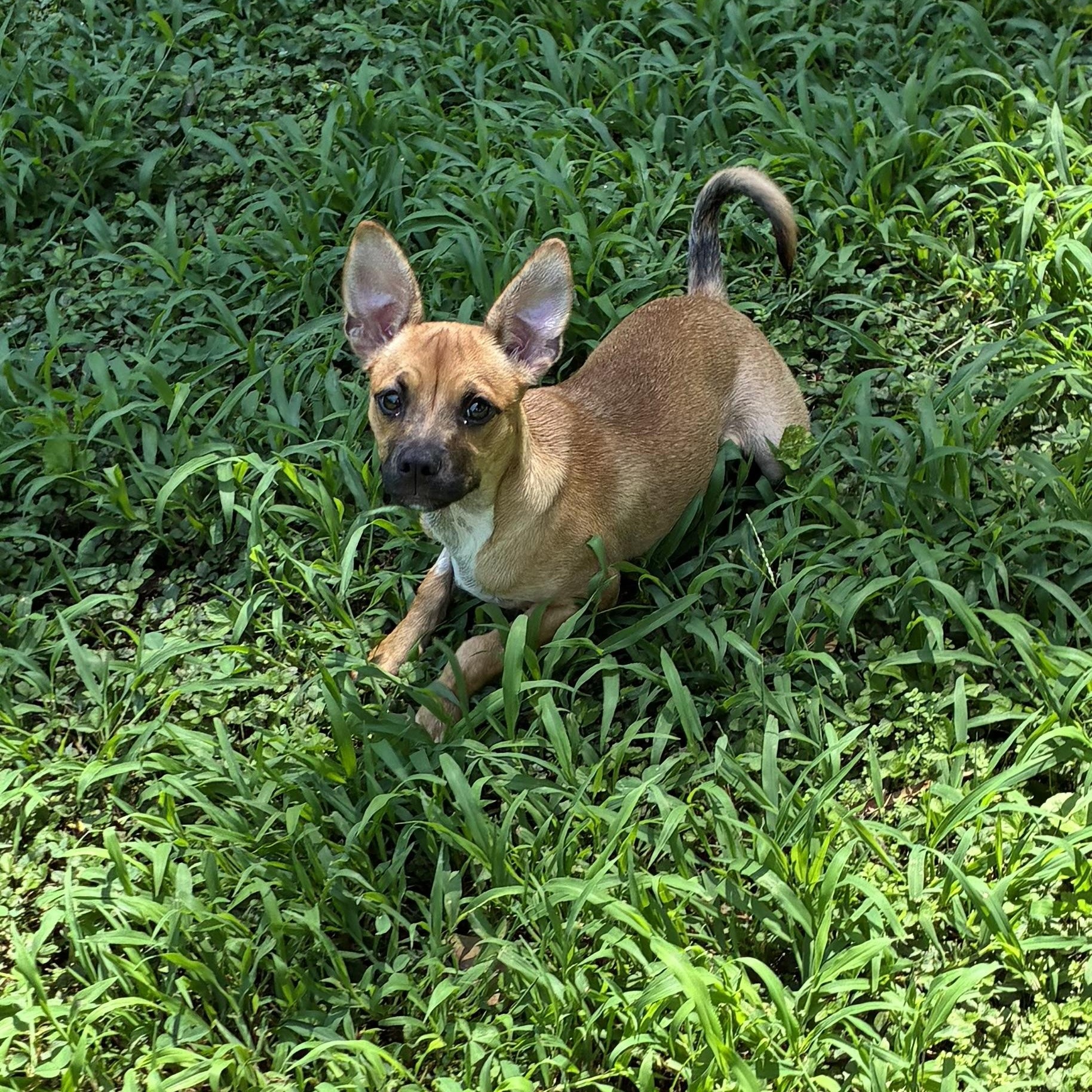 Enlarge Tega, a ADOPTABLE mixed breed in Charlotte, NC image 2/6