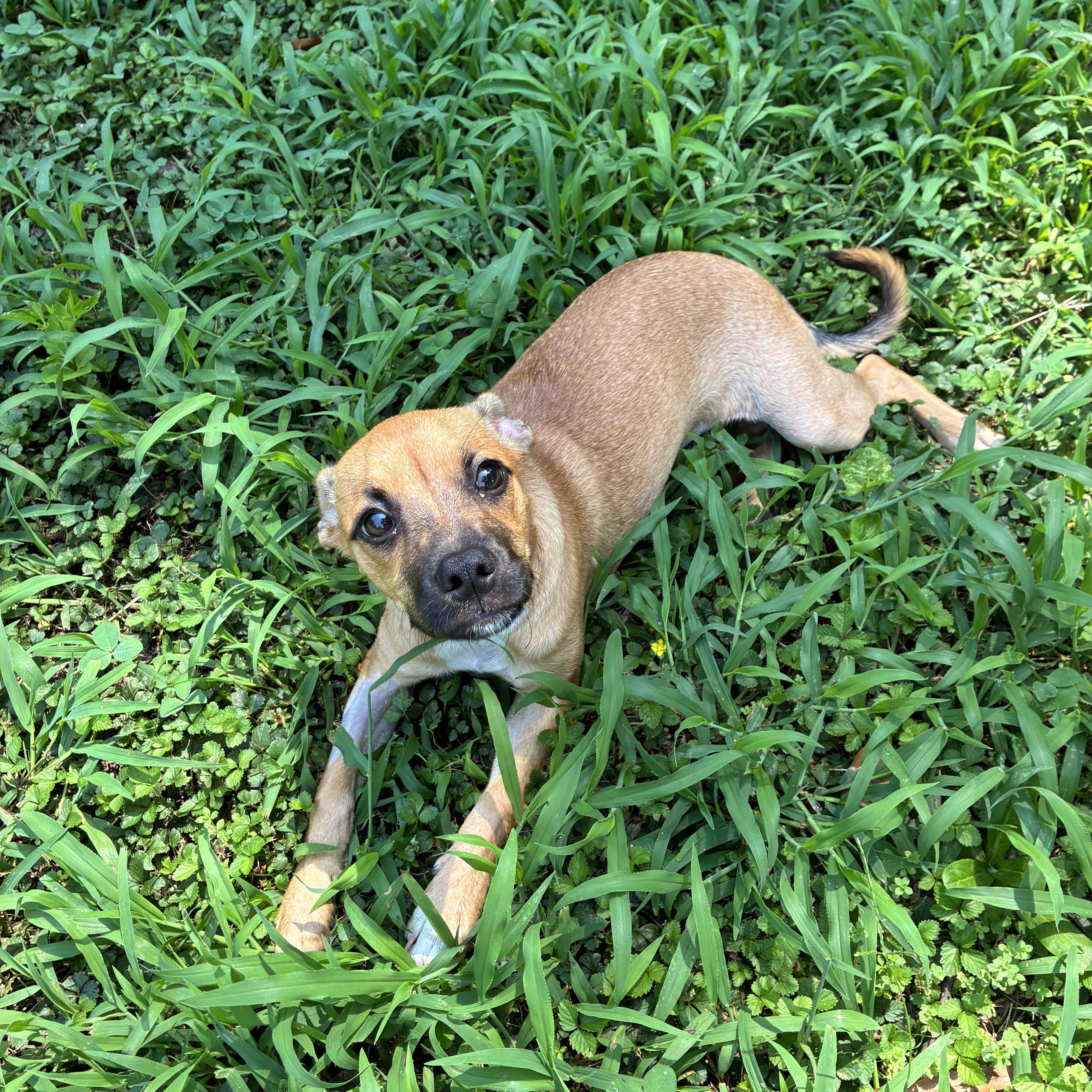 Enlarge Tega, a ADOPTABLE mixed breed in Charlotte, NC image 6/6