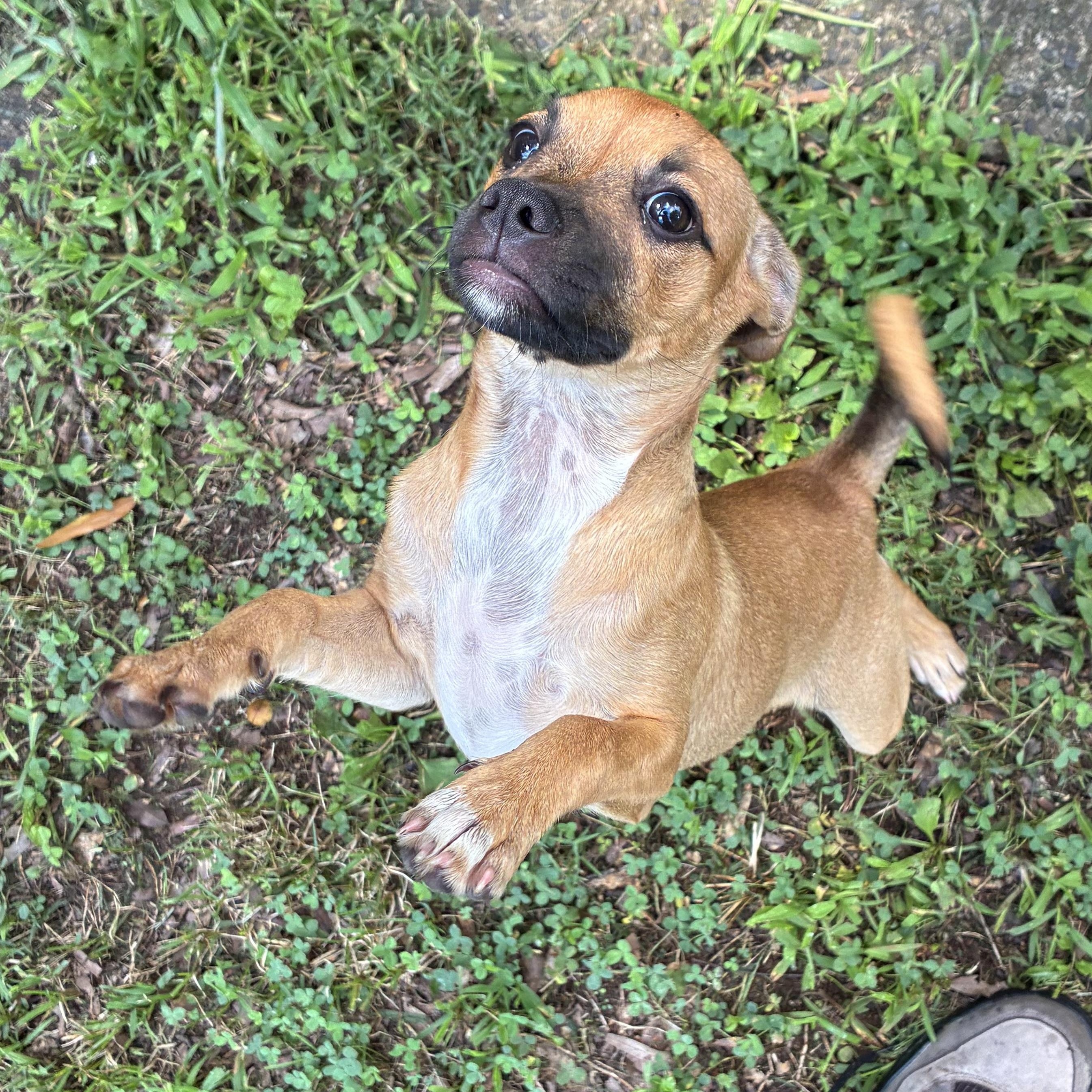 Tega, ADOPTABLE, Puppy Female Chihuahua.