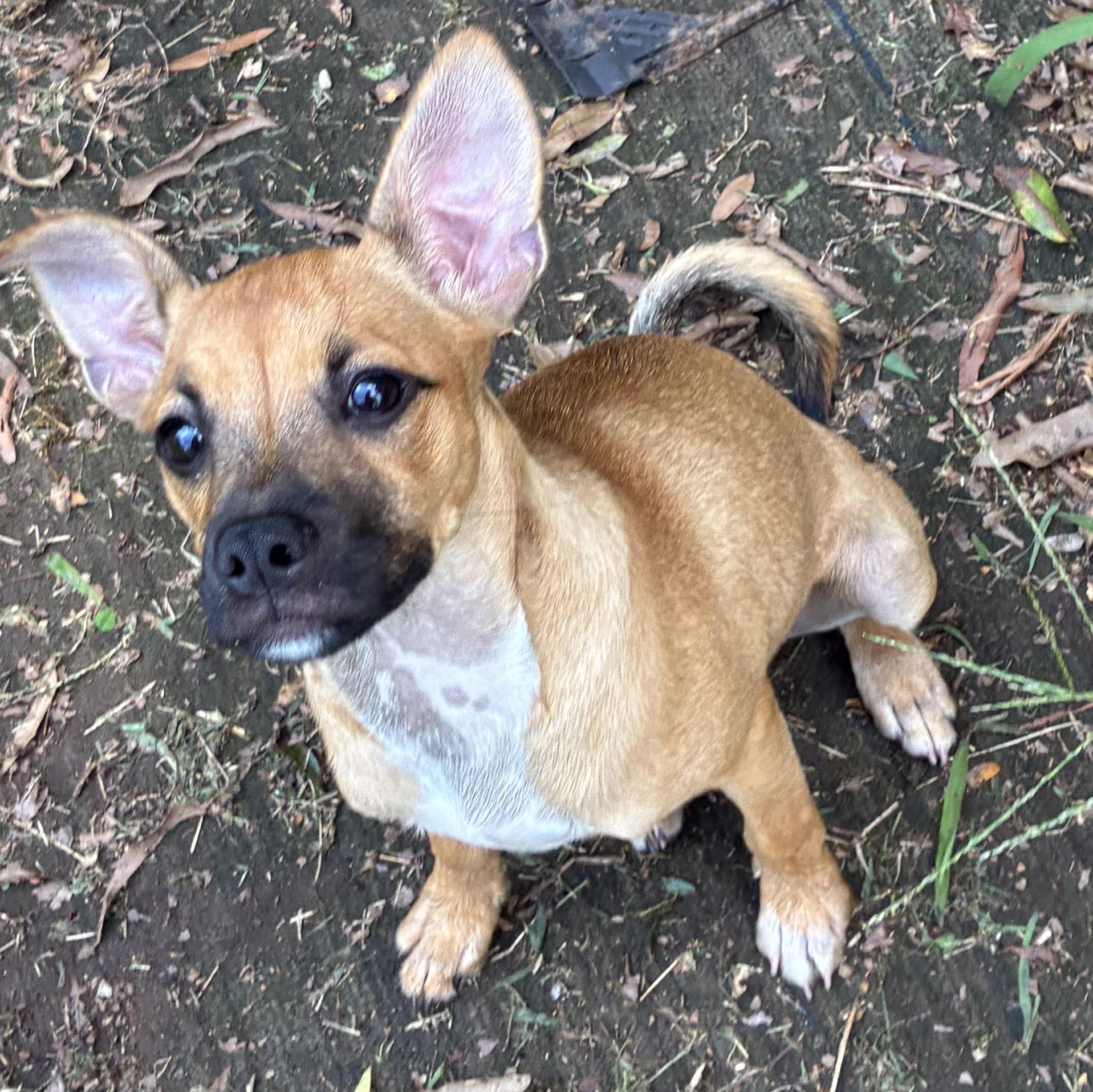 Enlarge Tega, a ADOPTABLE mixed breed in Charlotte, NC image 5/6