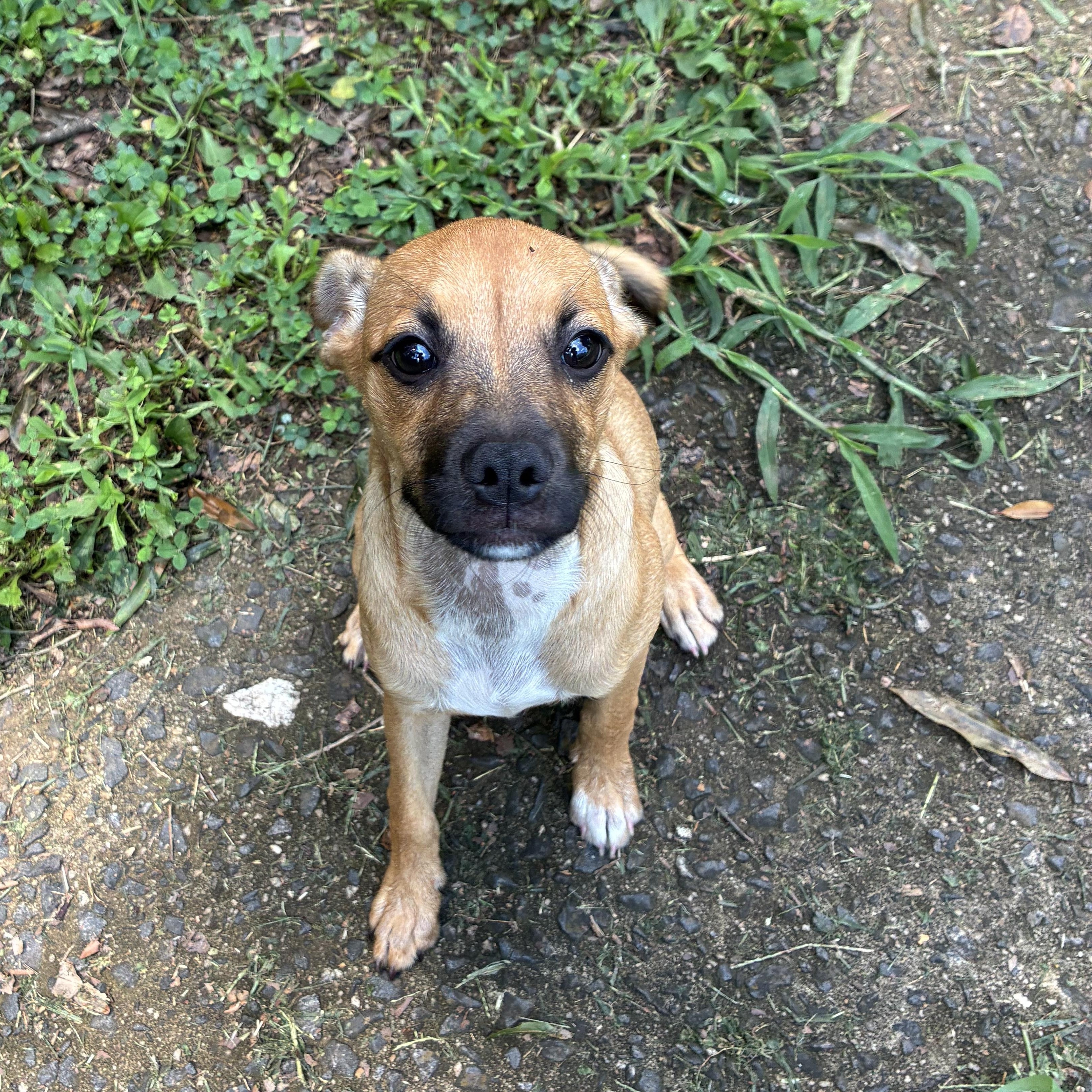 Enlarge Tega, a ADOPTABLE mixed breed in Charlotte, NC image 4/6