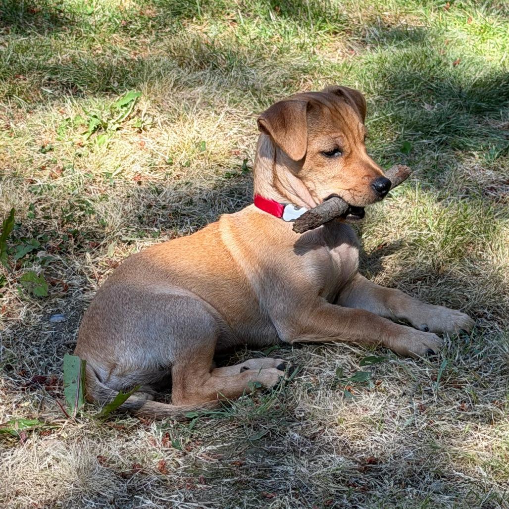 Willow Nightingale, a Adoptable Chihuahua in Redmond, WA image 2/5