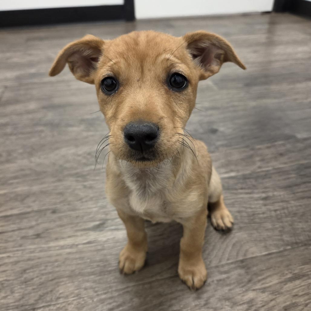 Enlarge Willow Nightingale, a Adoptable Chihuahua in Redmond, WA image 1/1