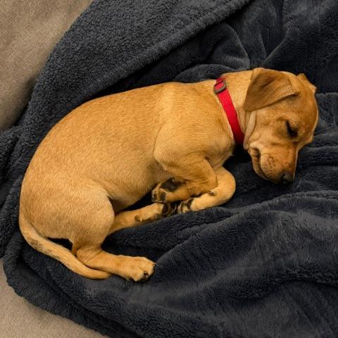 Willow Nightingale, a Adoptable Chihuahua in Redmond, WA image 5/5
