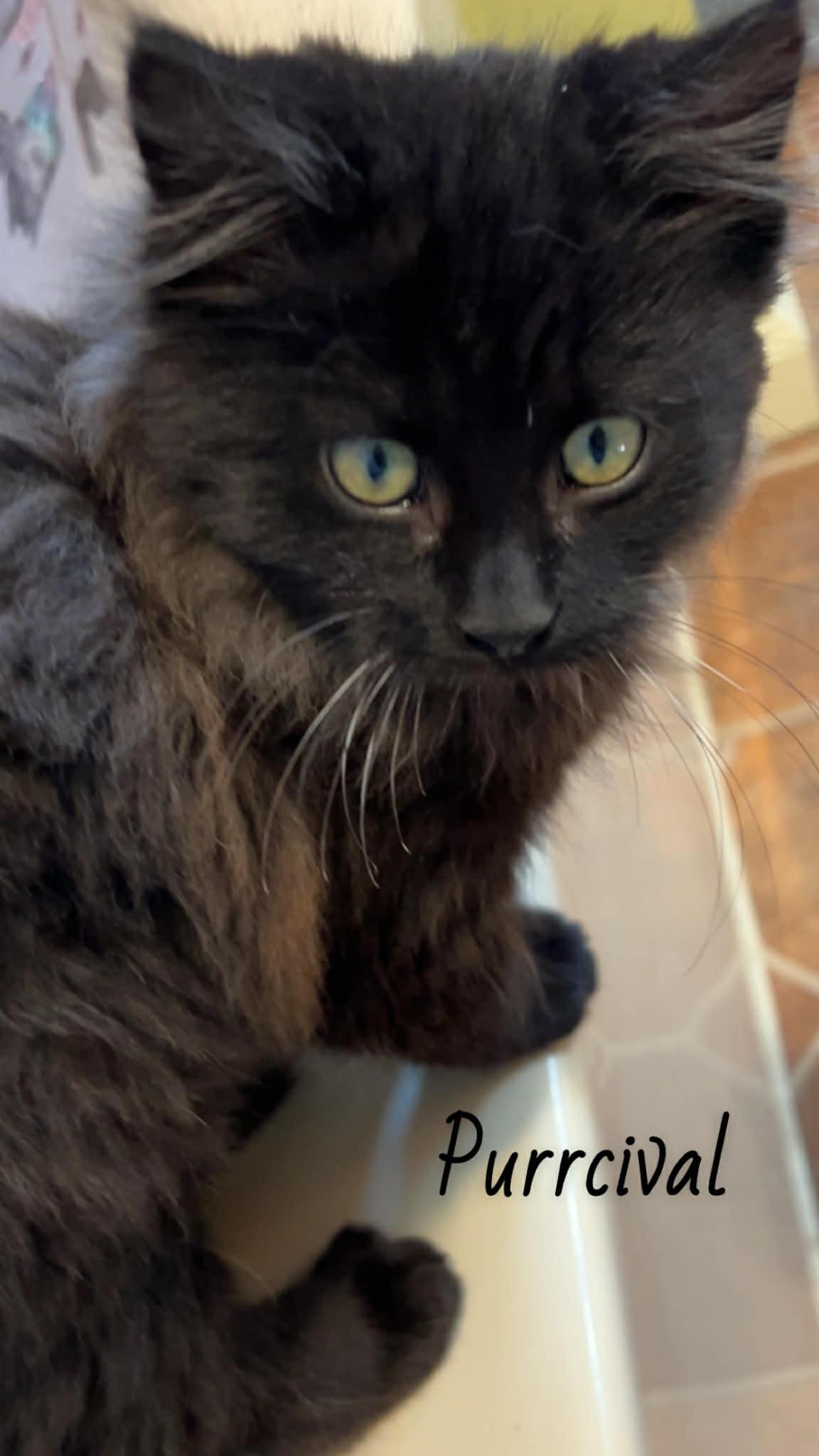 Enlarge Purrcival, a ADOPTABLE Domestic Long Hair in Sedalia, MO image 4/4