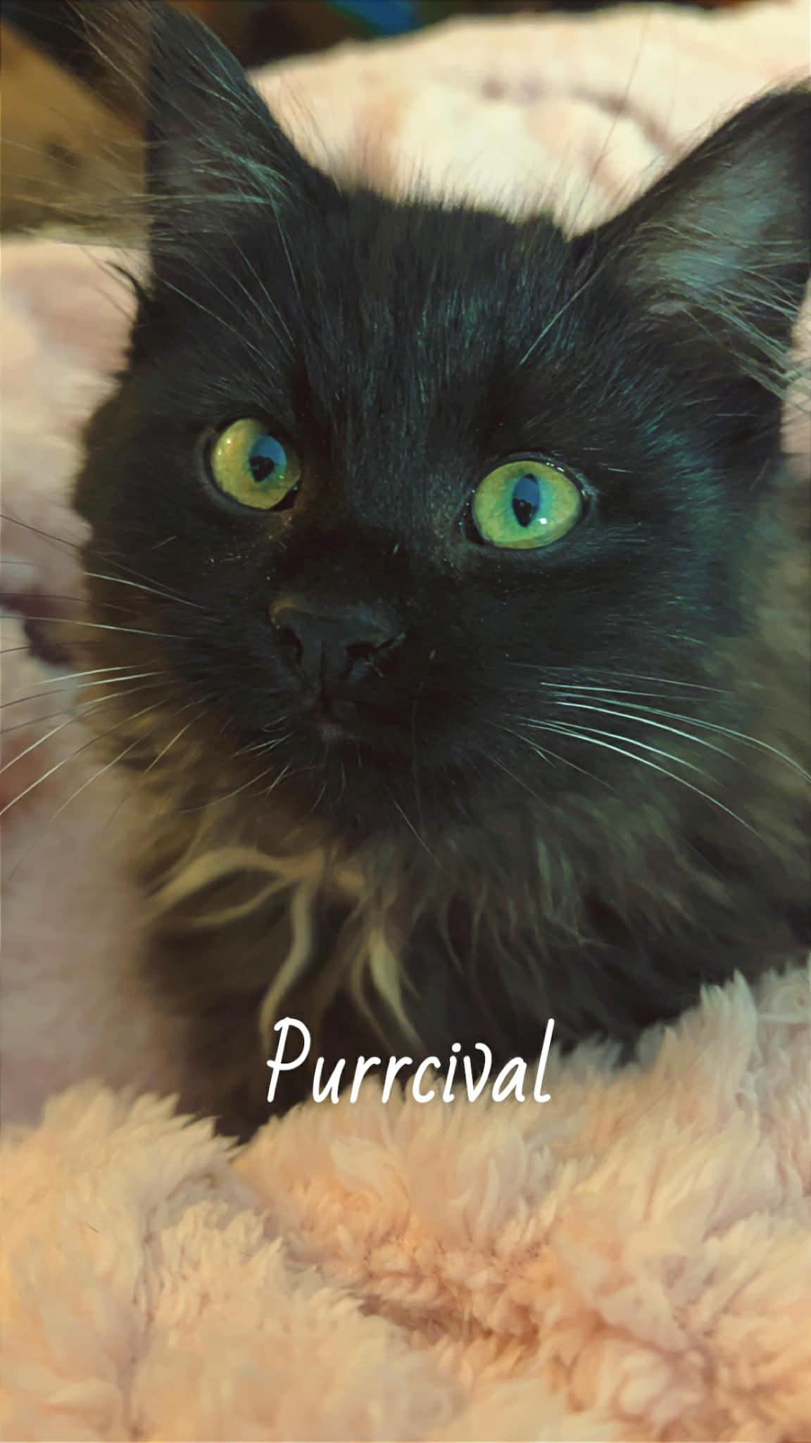 Enlarge Purrcival, a ADOPTABLE Domestic Long Hair in Sedalia, MO image 3/4