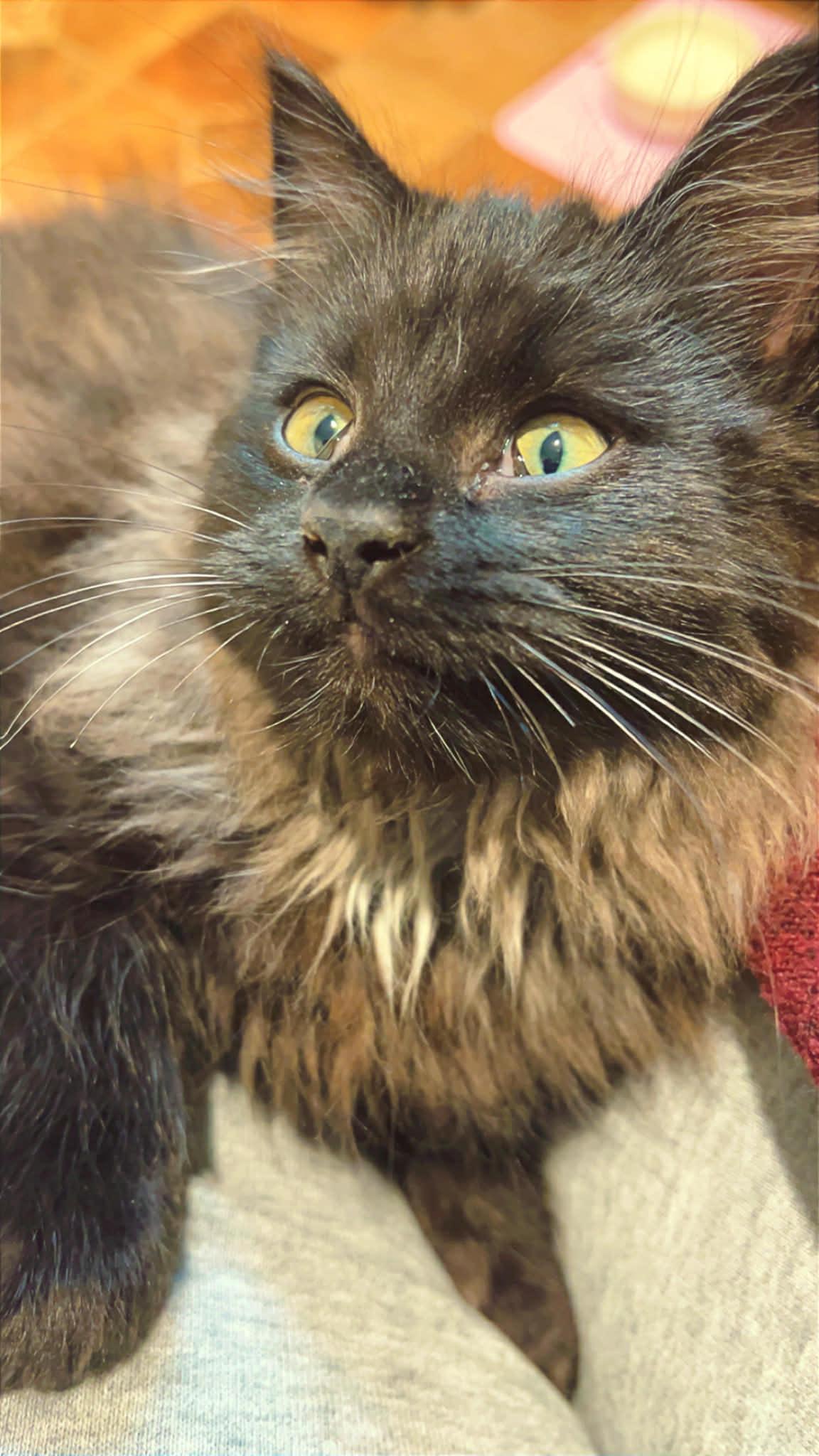 Purrcival, ADOPTABLE, Kitten Male Domestic Long Hair.