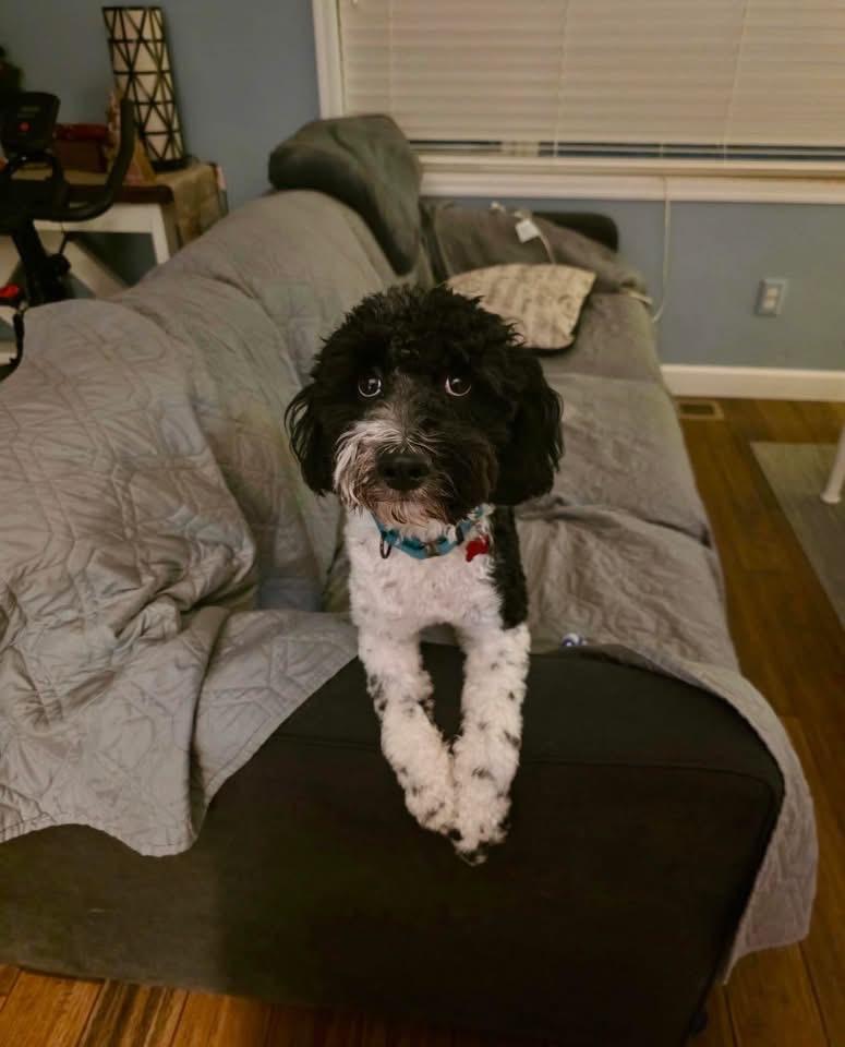 Maddie, Adoptable, Young Female Poodle & Australian Shepherd.