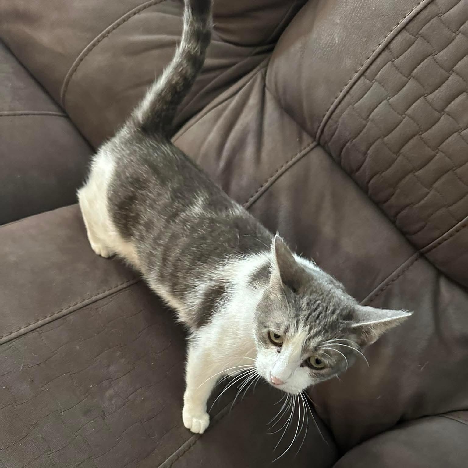 Enlarge Willow , an adopted mixed breed in Cleveland, OK image 1/1