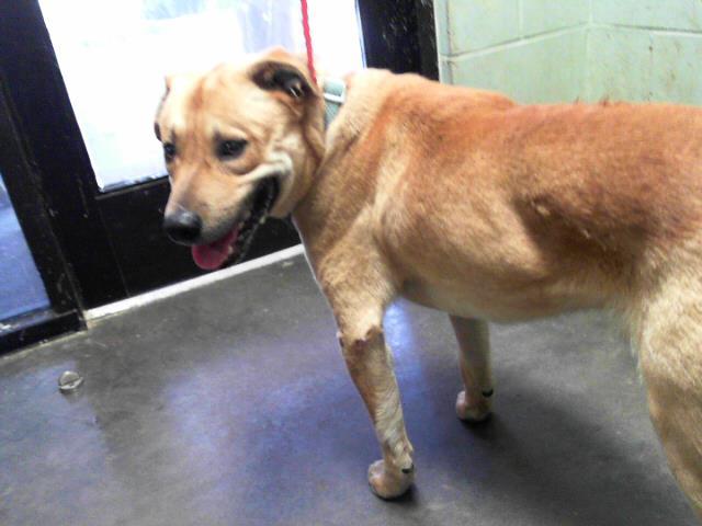 Enlarge BEAR, a Adoptable mixed breed in Tulsa, OK image 1/1